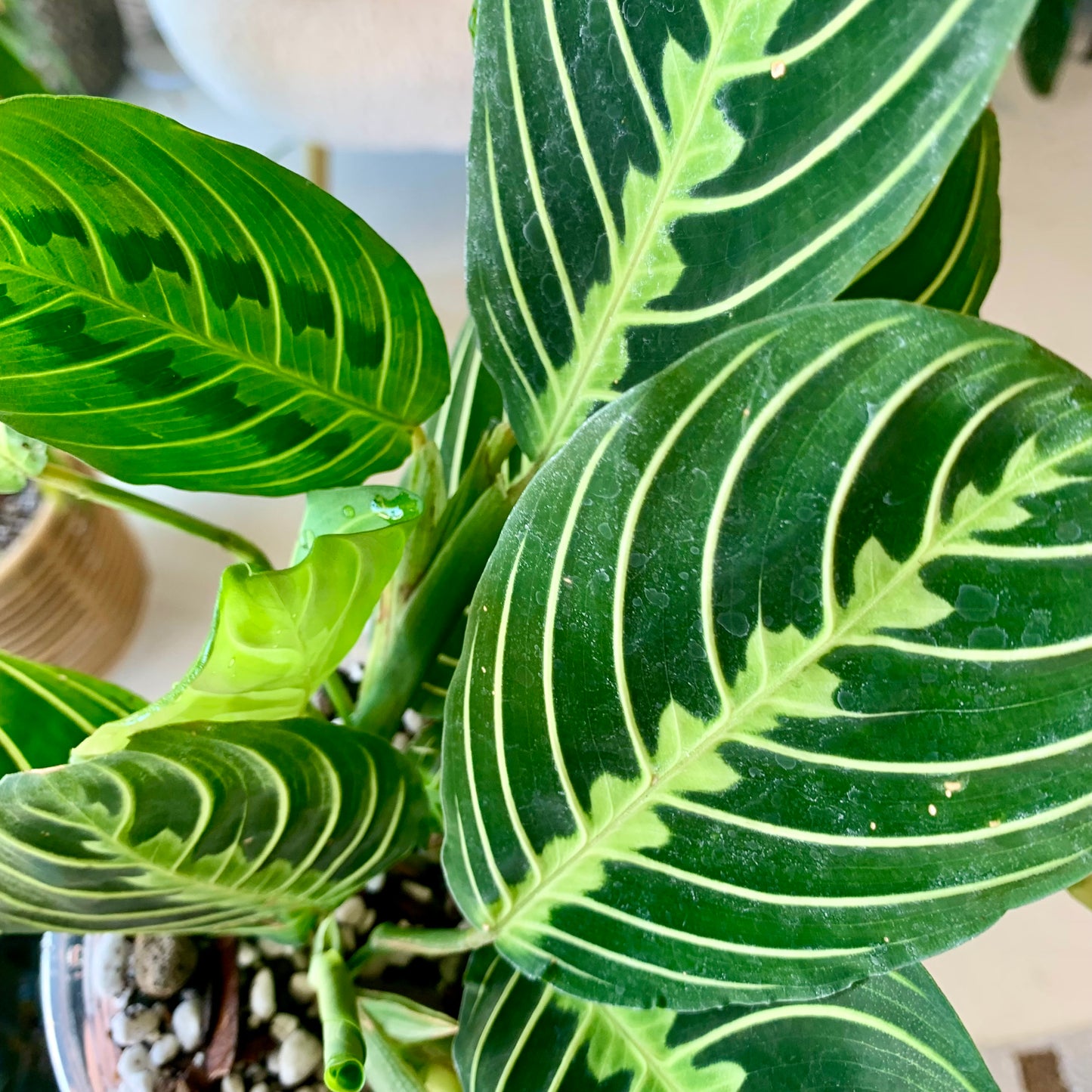 Lemon Lime Maranta Prayer Plant