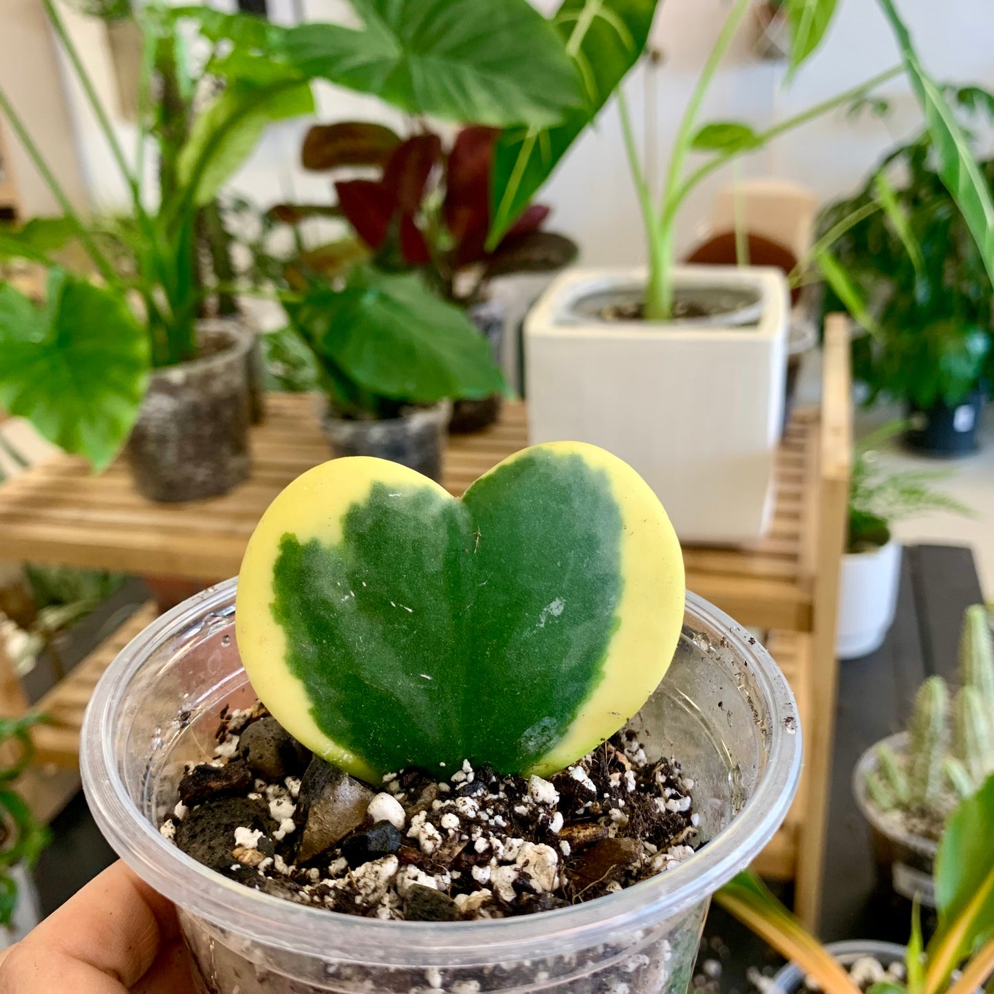 Variegated Hoya Kerrii