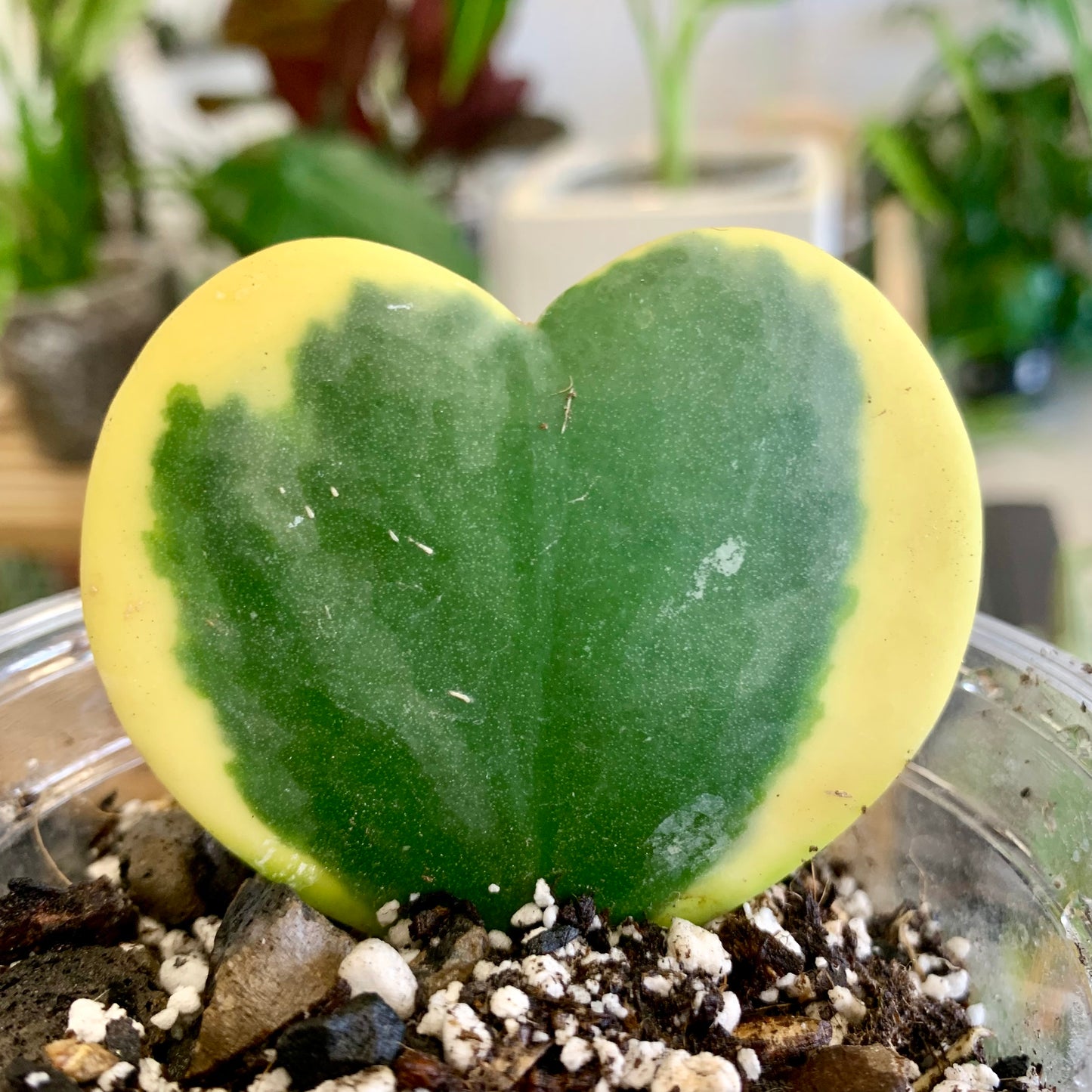 Variegated Hoya Kerrii