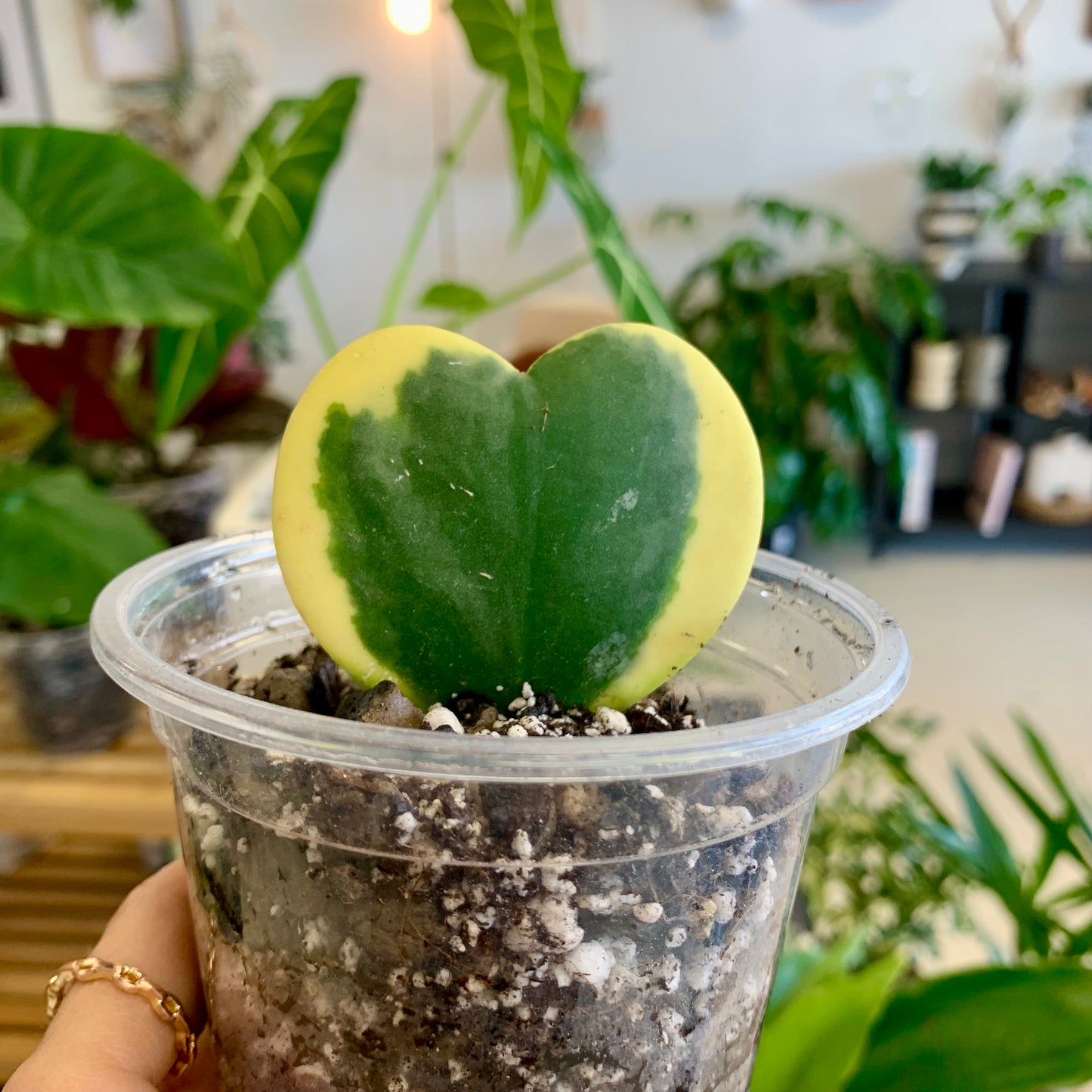 Variegated Hoya Kerrii