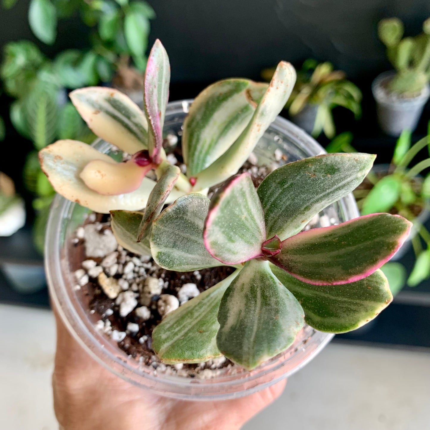 Tricolor Jade