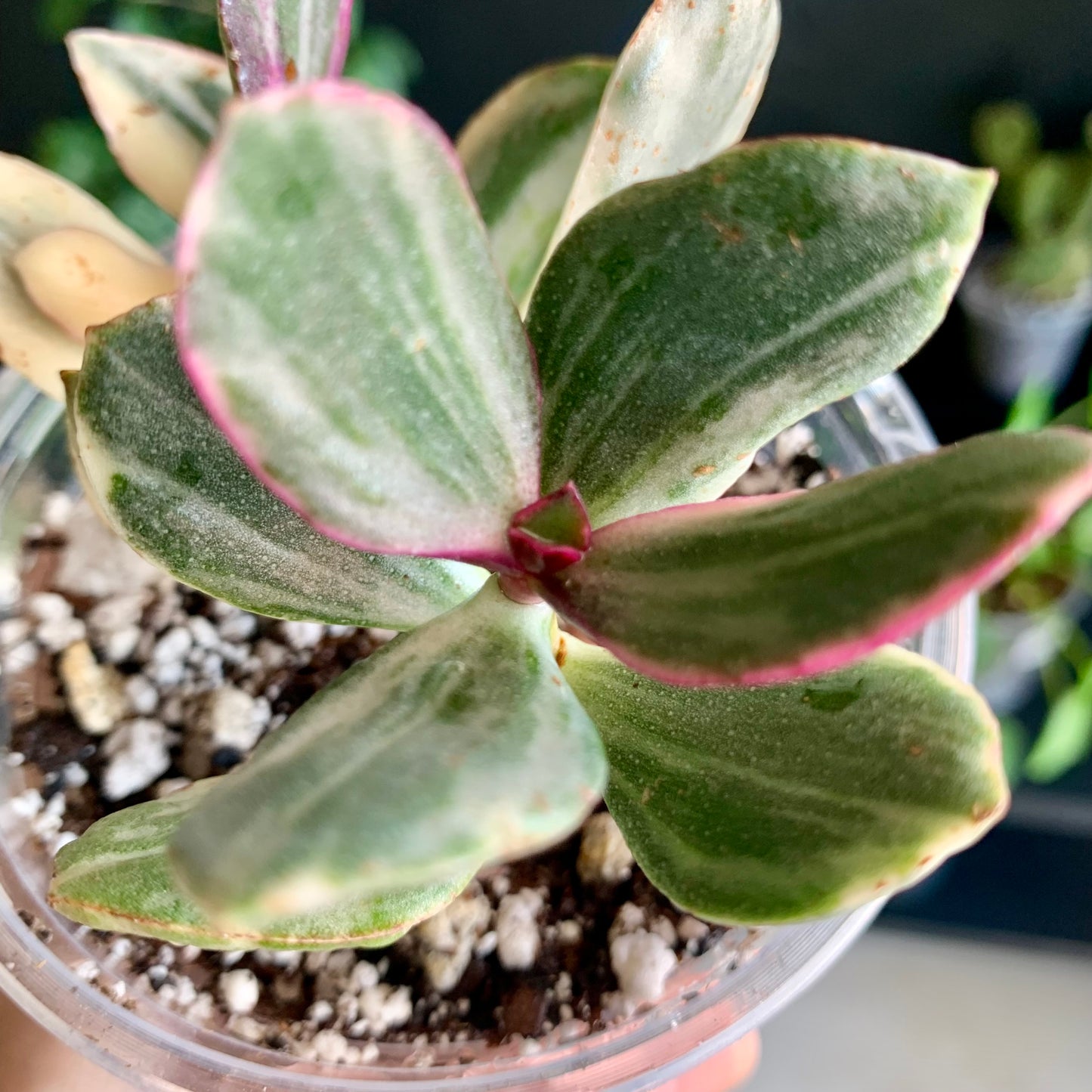 Tricolor Jade