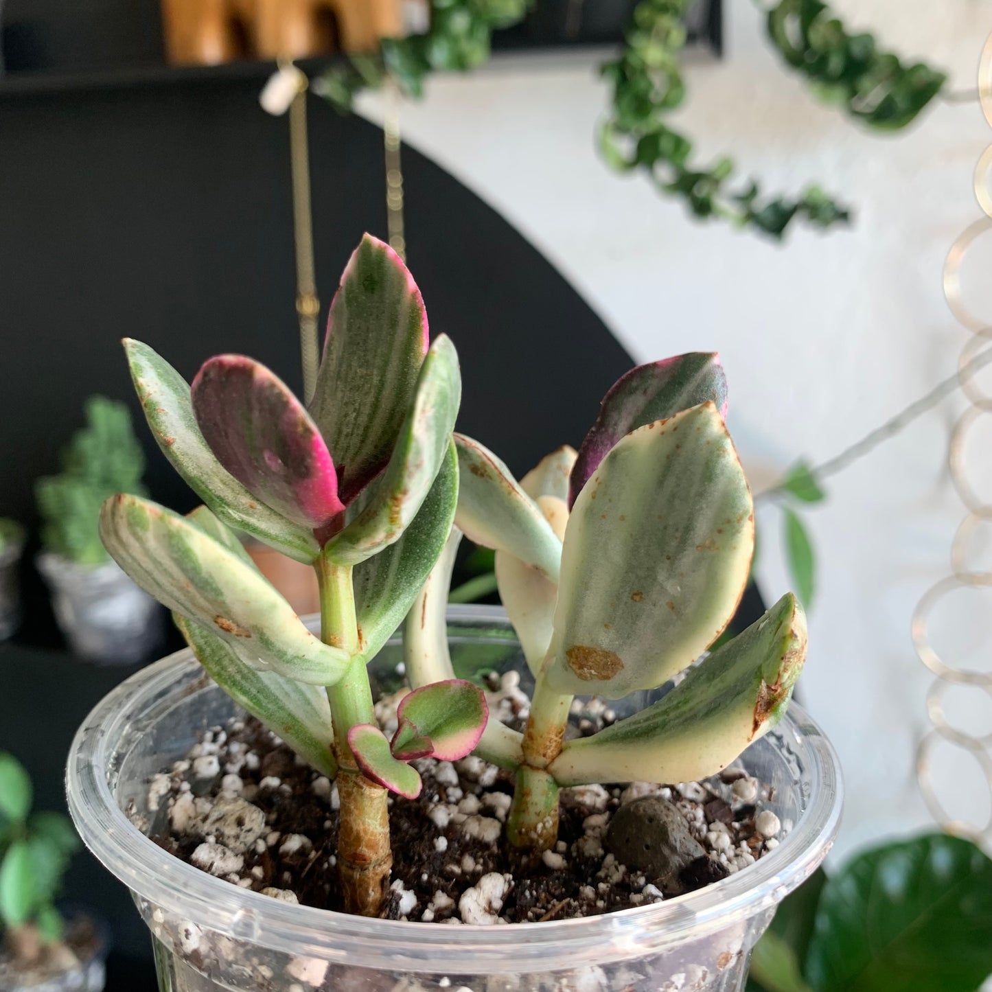 Tricolor Jade