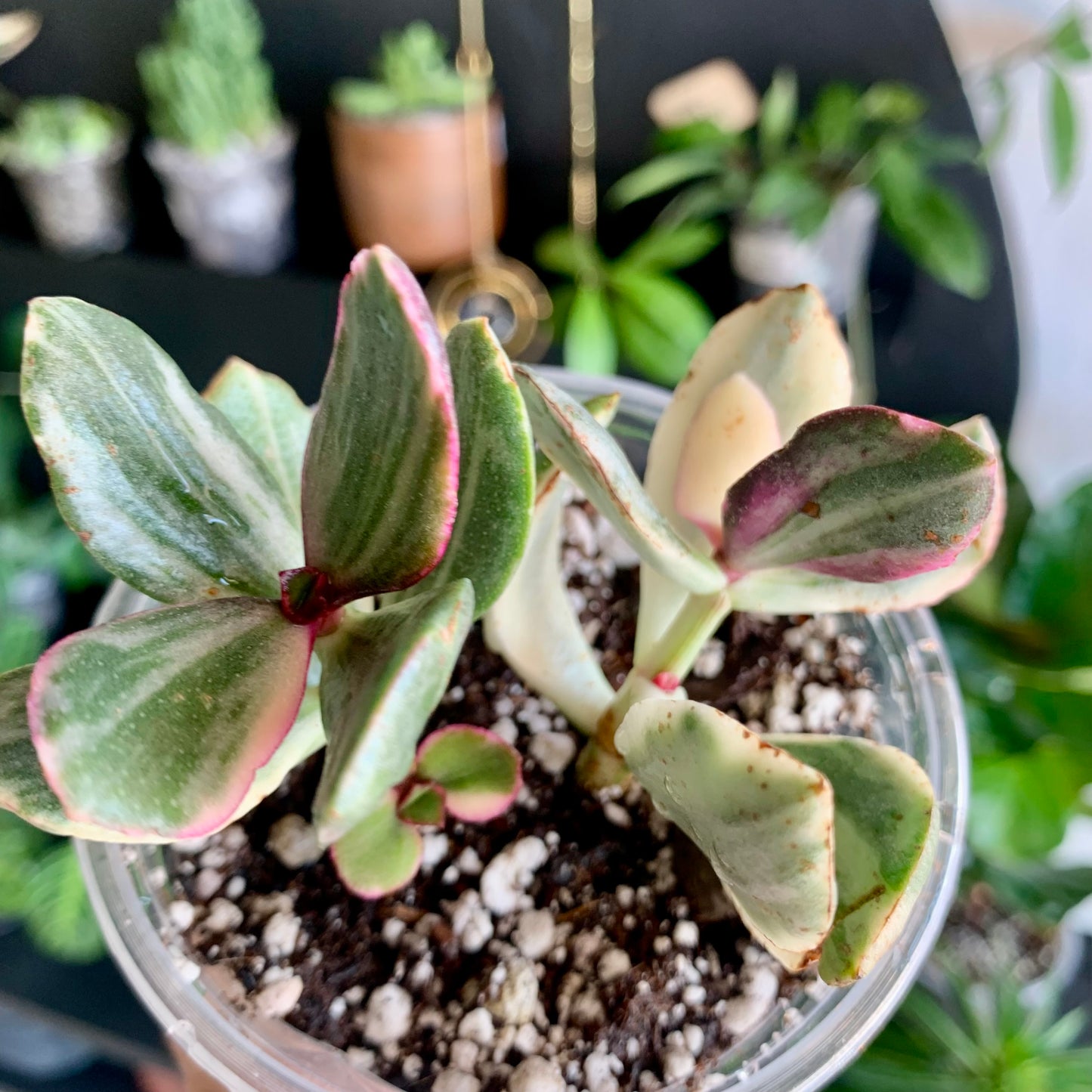 Tricolor Jade
