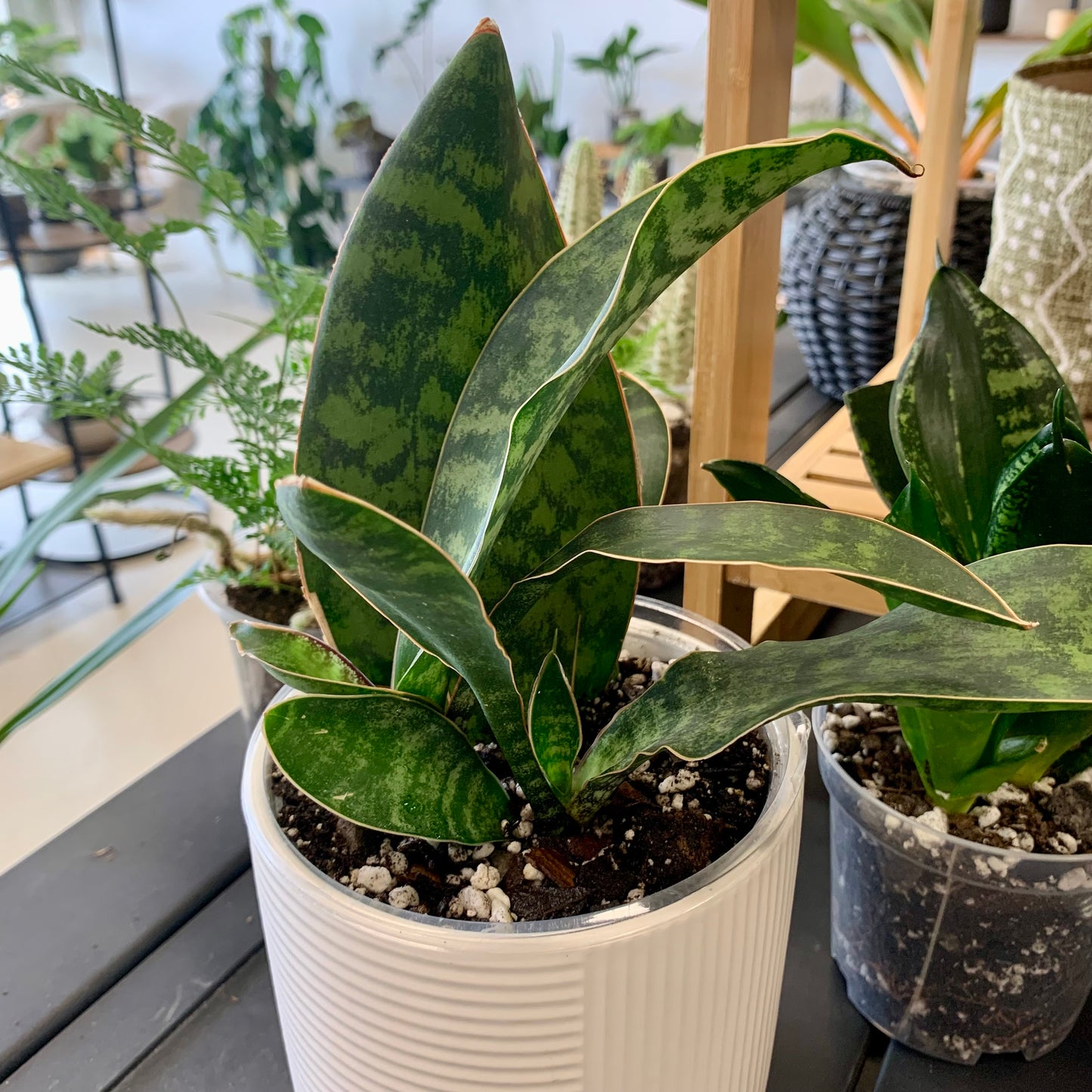 Whale Fin Snake Plant