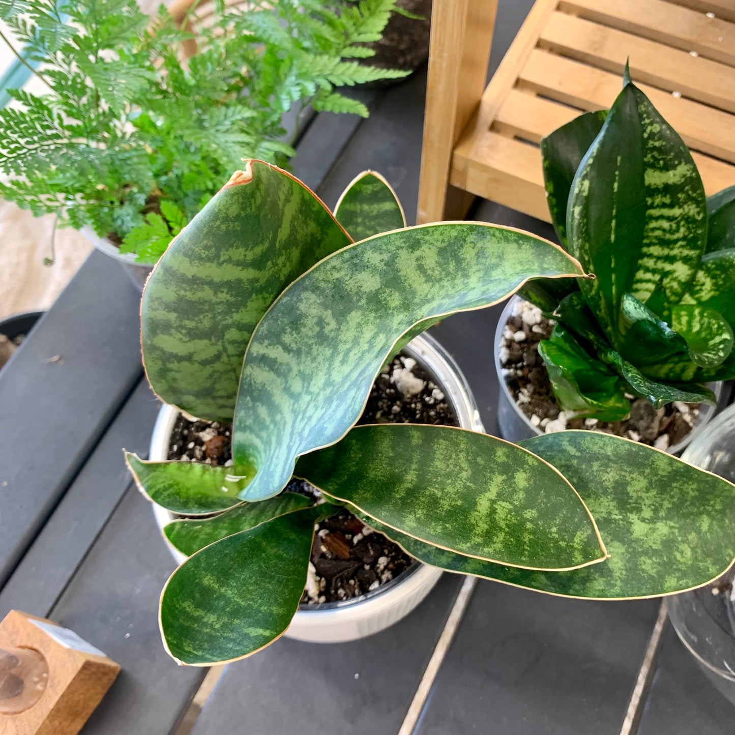 Whale Fin Snake Plant