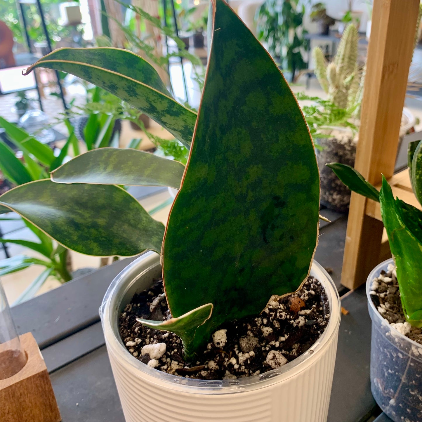 Whale Fin Snake Plant