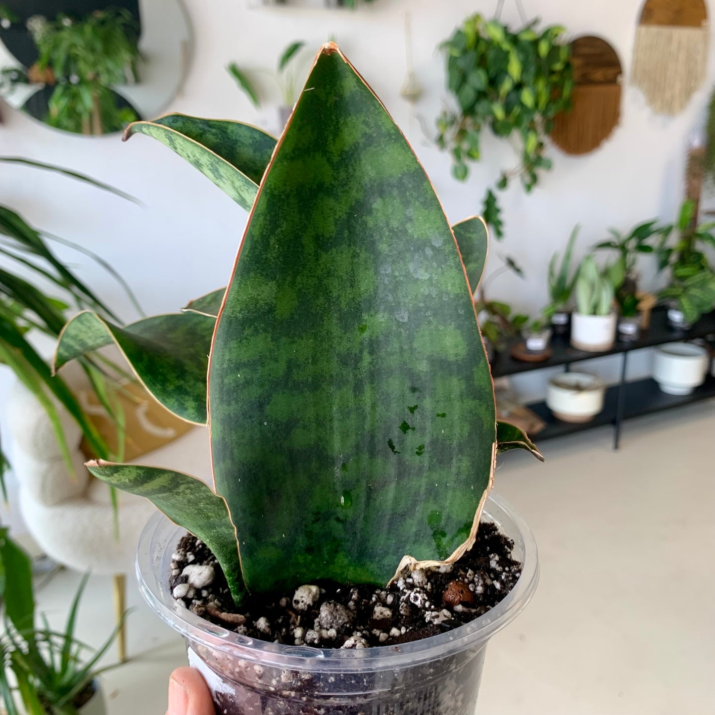Whale Fin Snake Plant