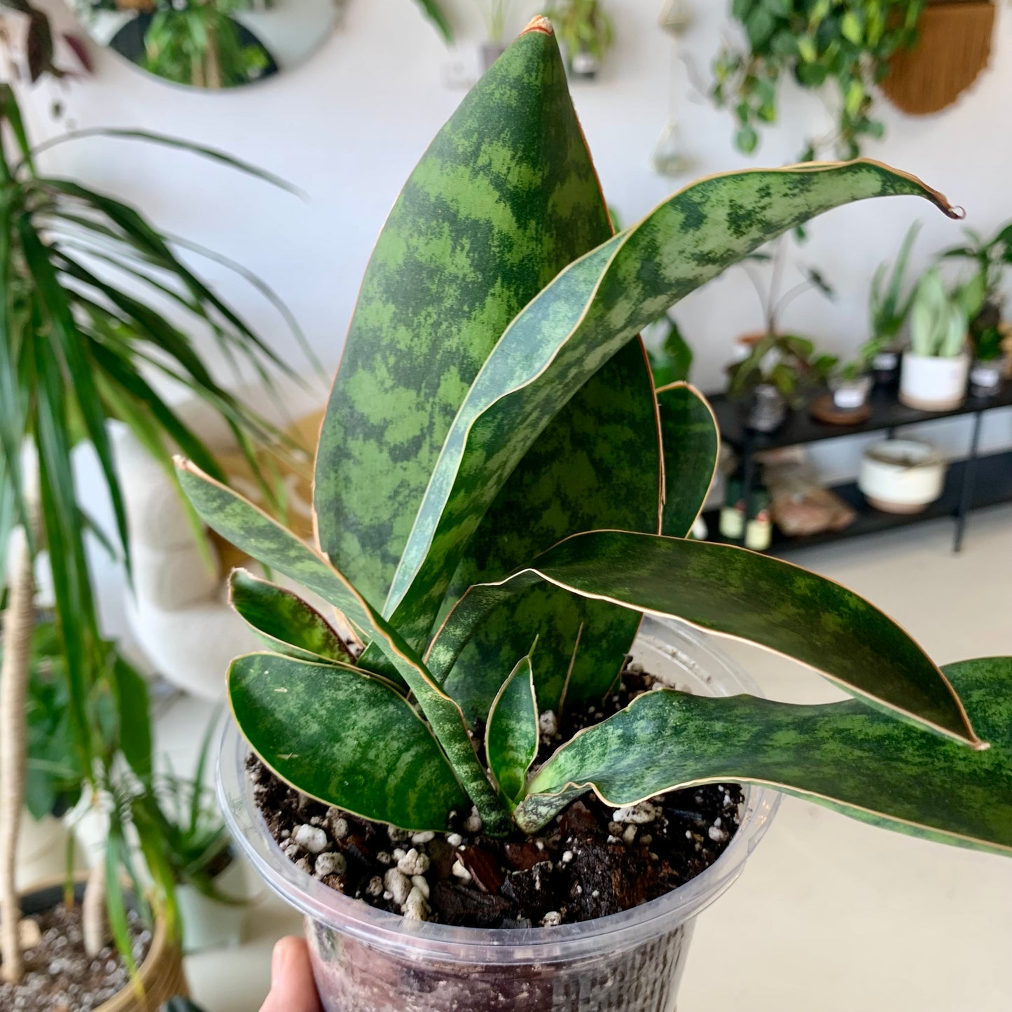Whale Fin Snake Plant