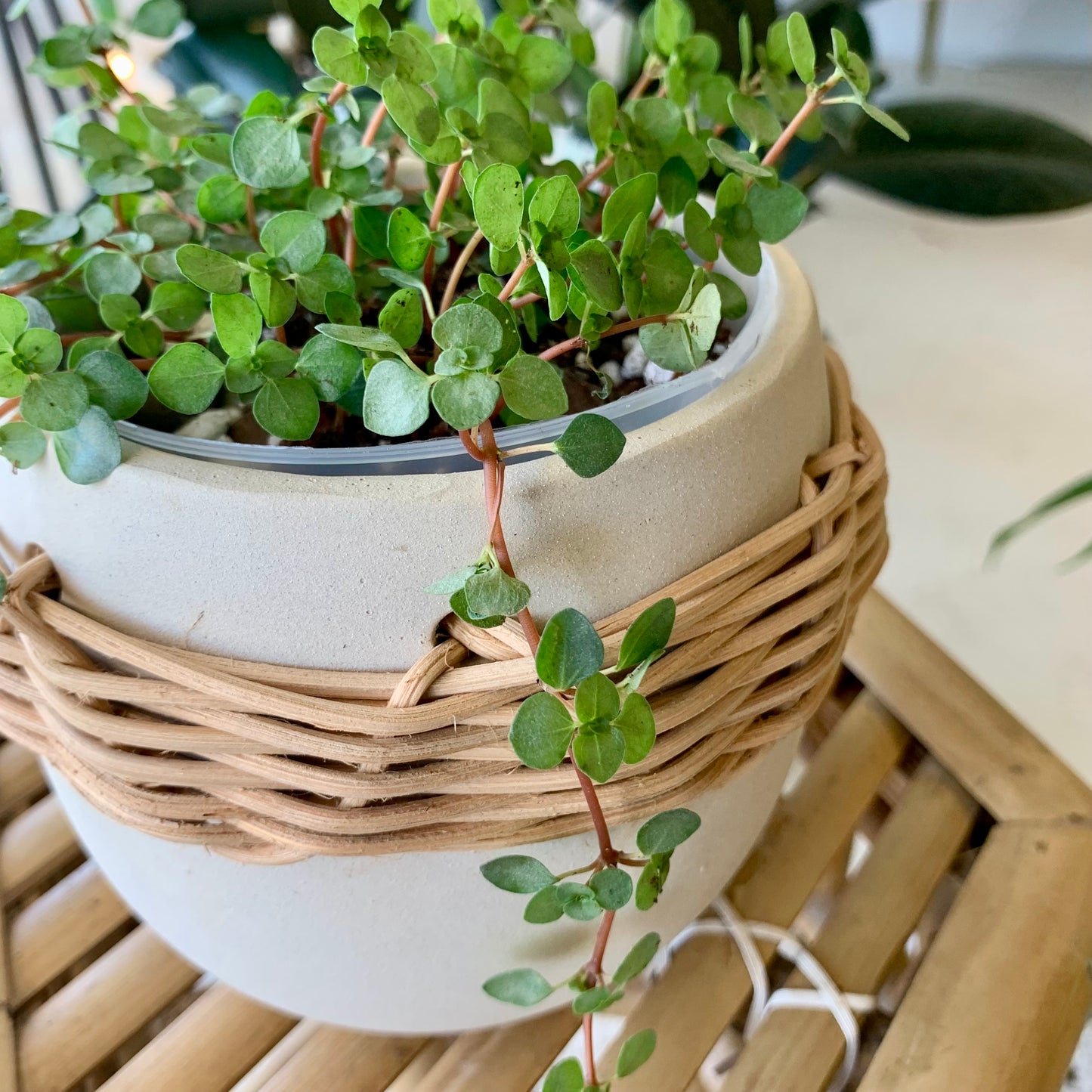Lissome Pot