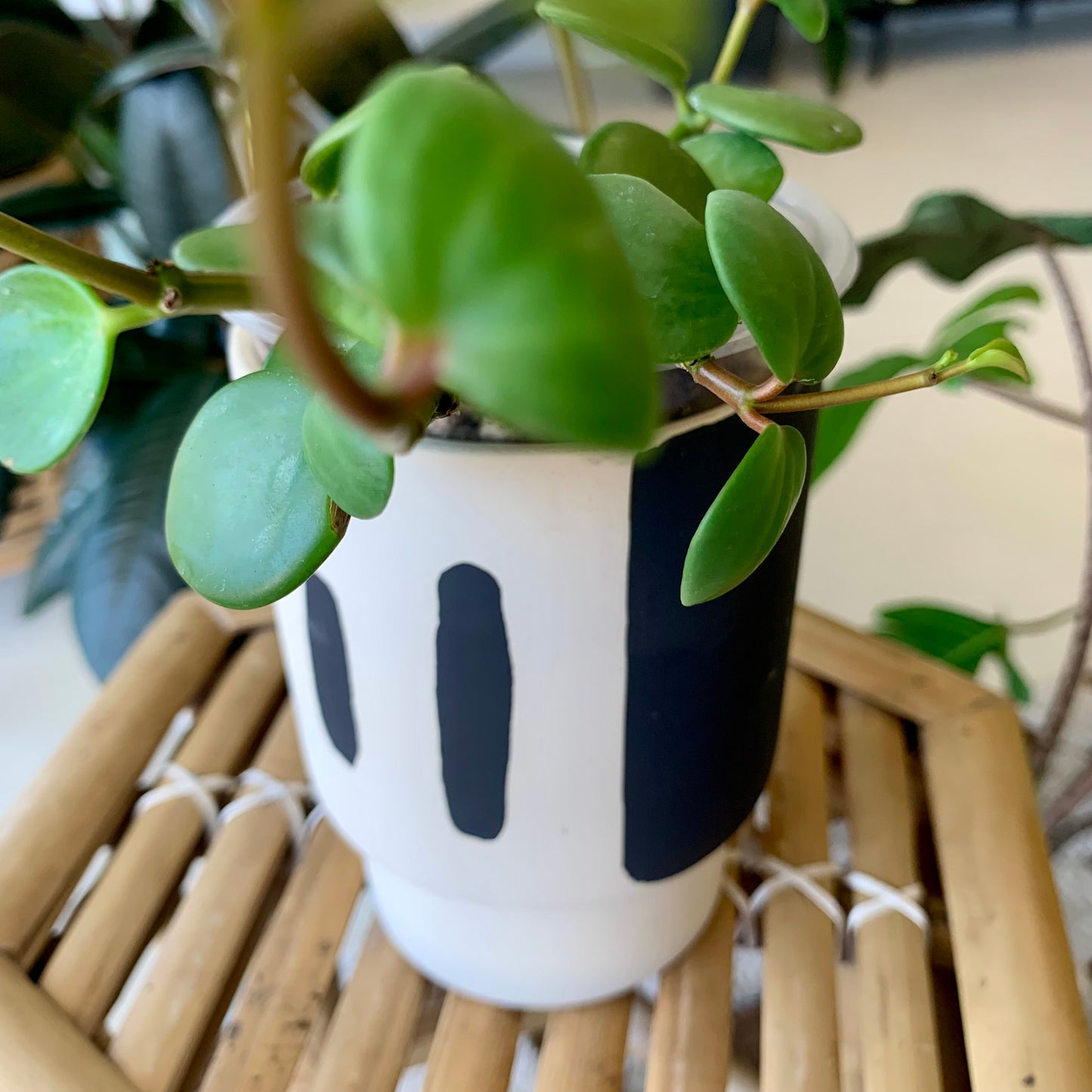 Trabar Pot