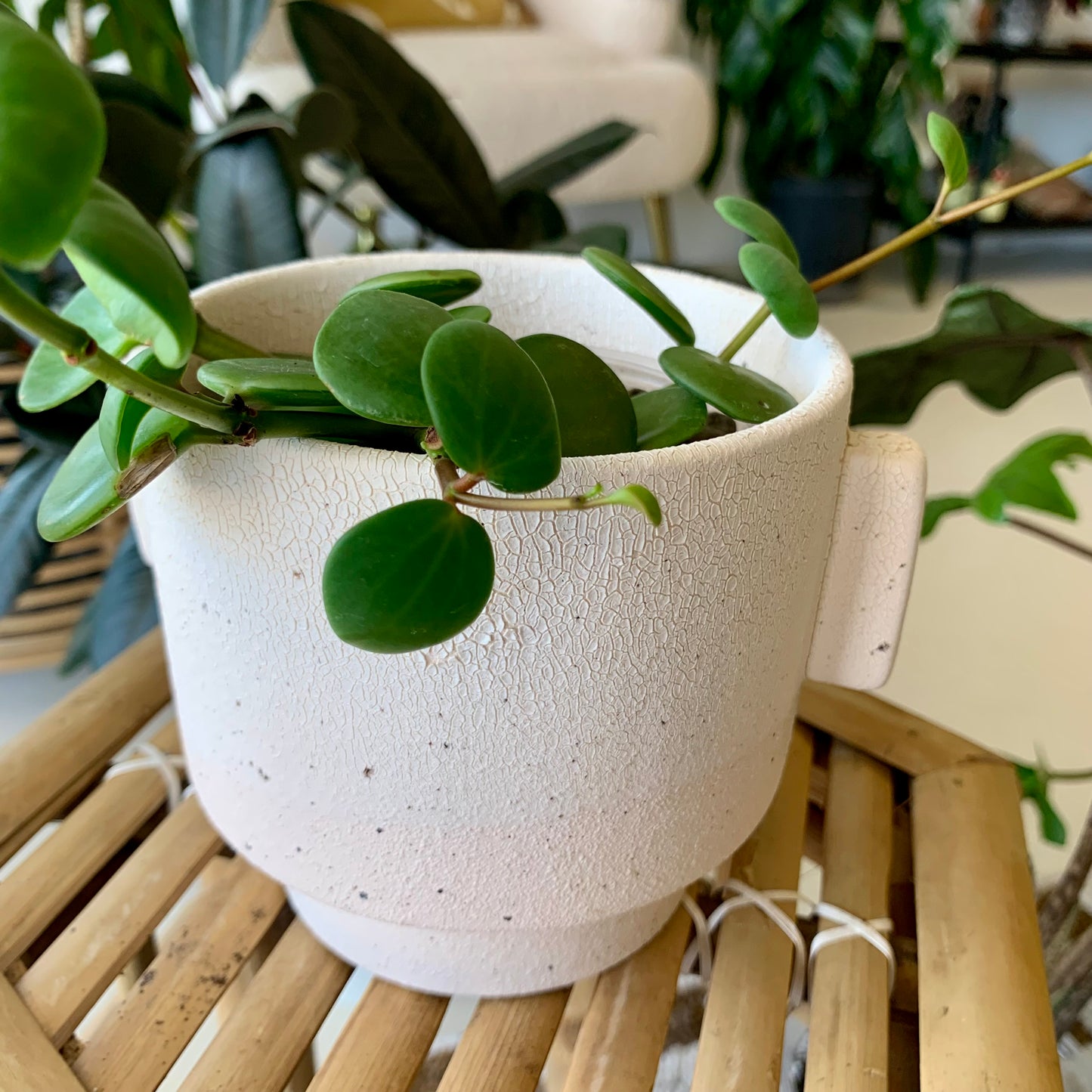 Milton Pot