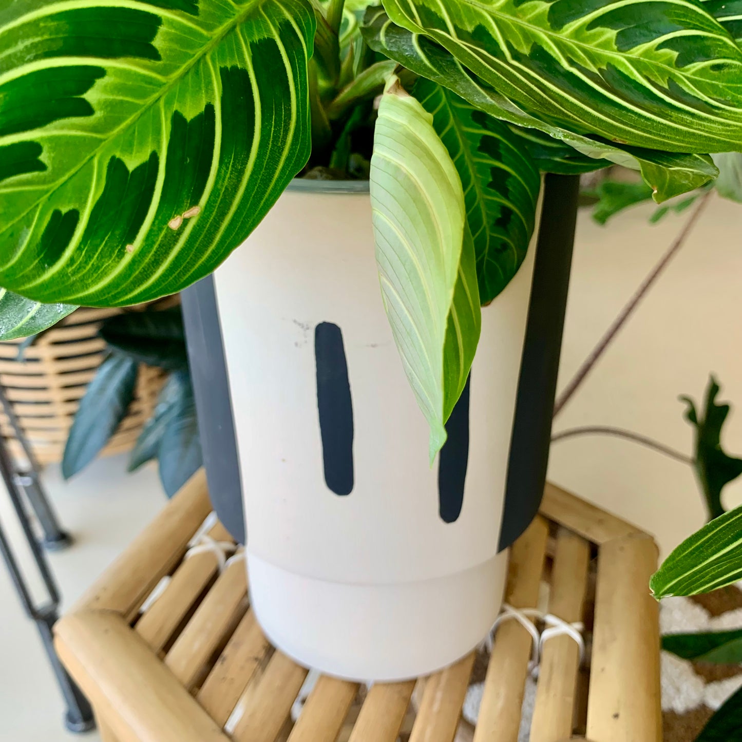 Trabar Pot