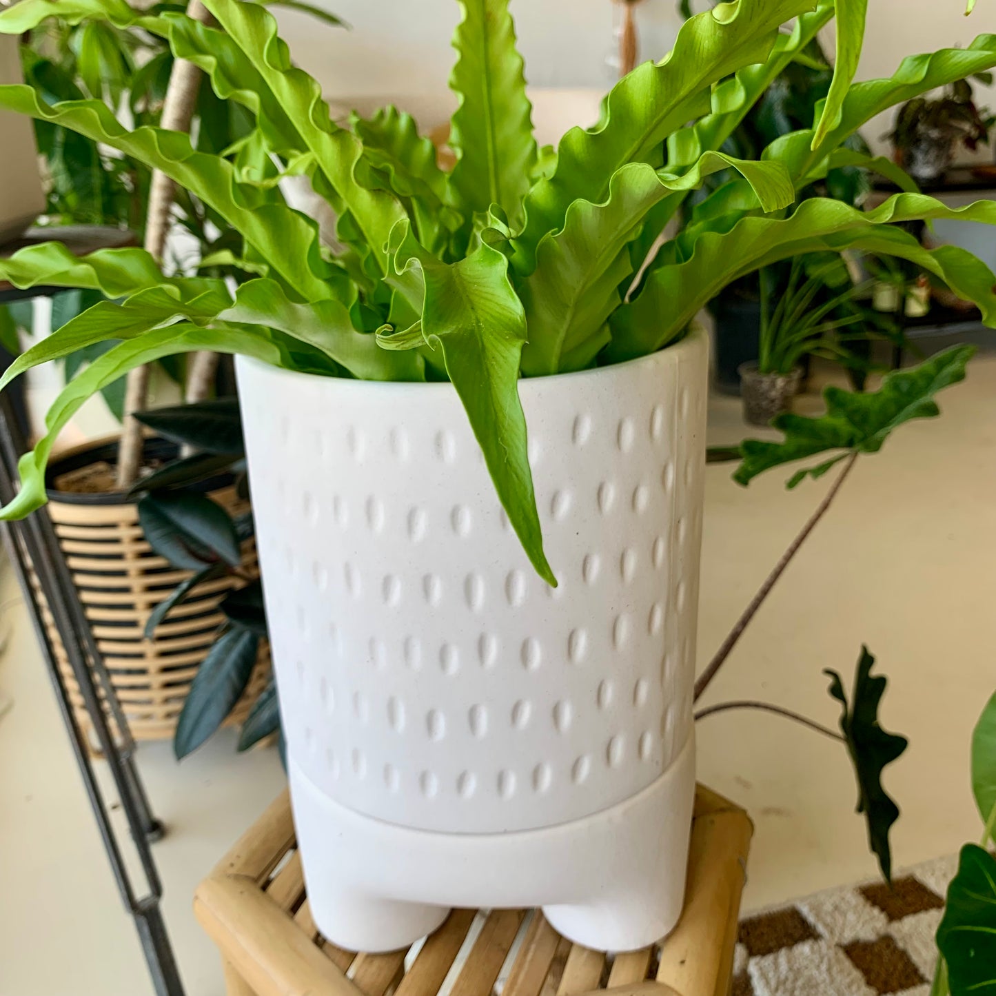 Dache Pot with Saucer