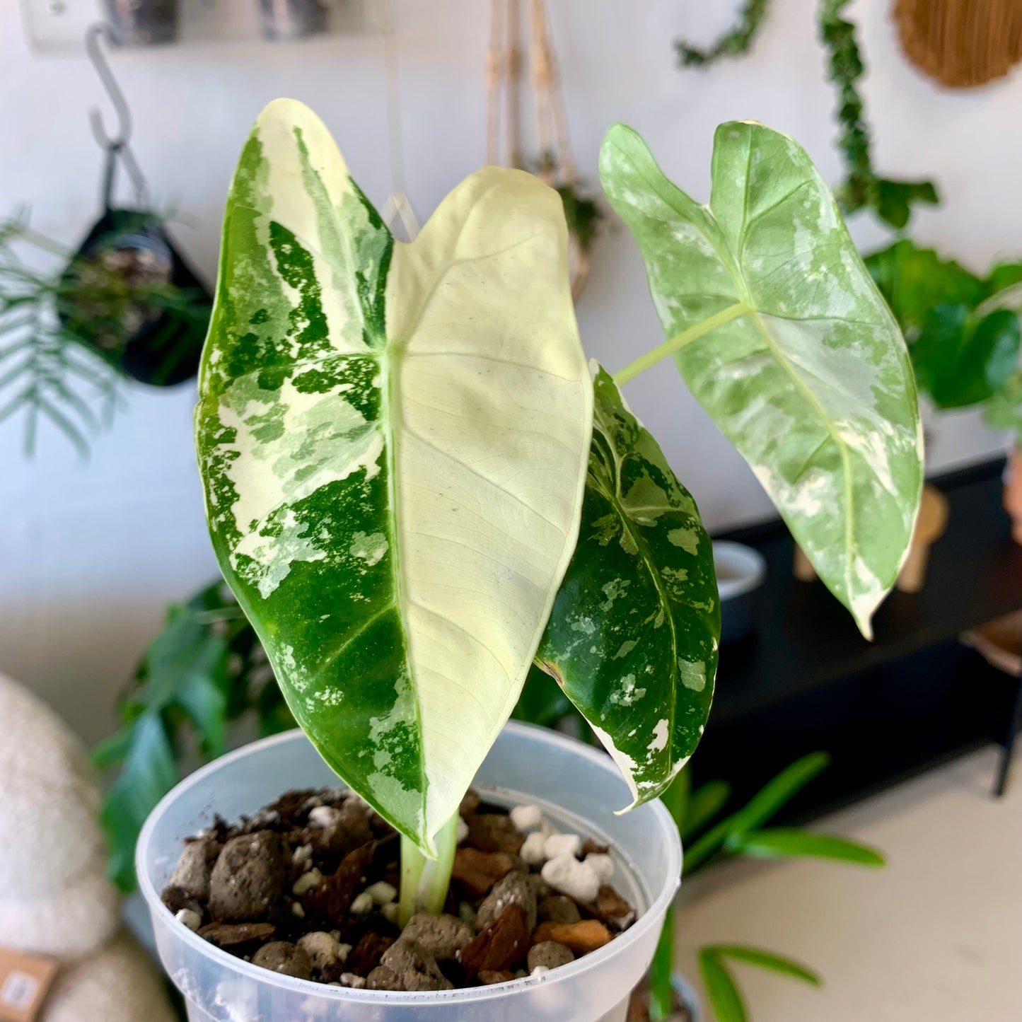 Alocasia Frydek Variegated