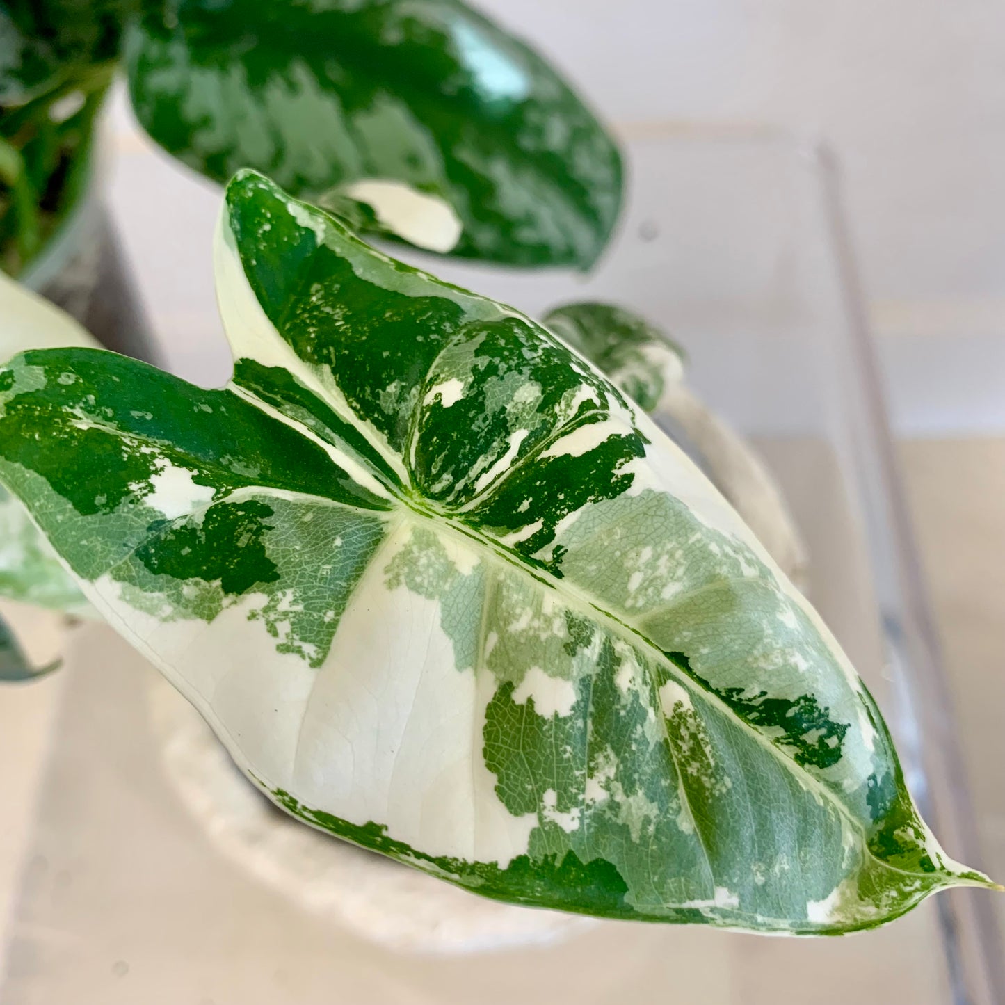 Alocasia Frydek Variegated
