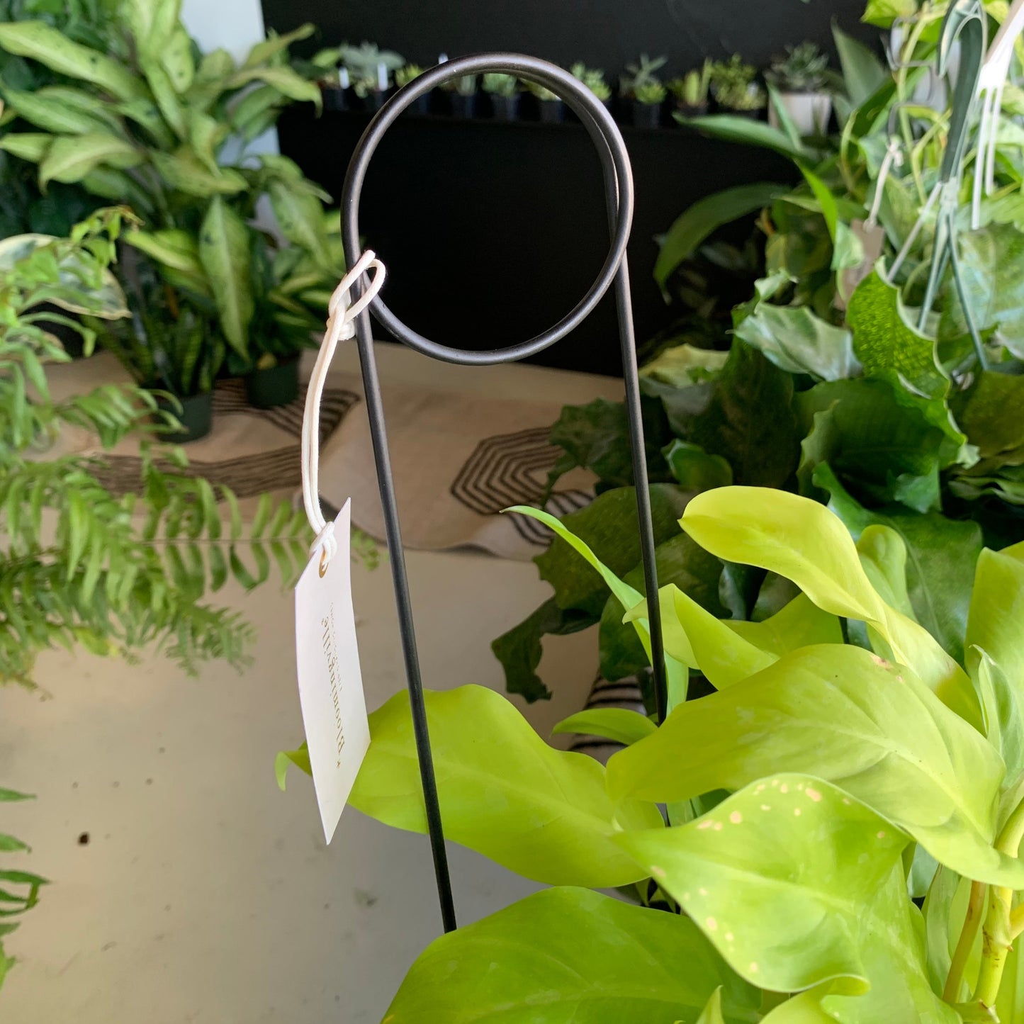 Black Metal Trellis