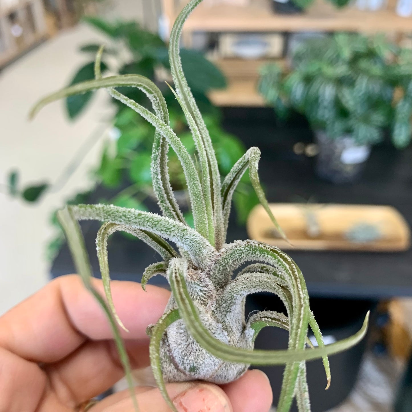 Tillandsia Pruinosa Guatemala Air Plant