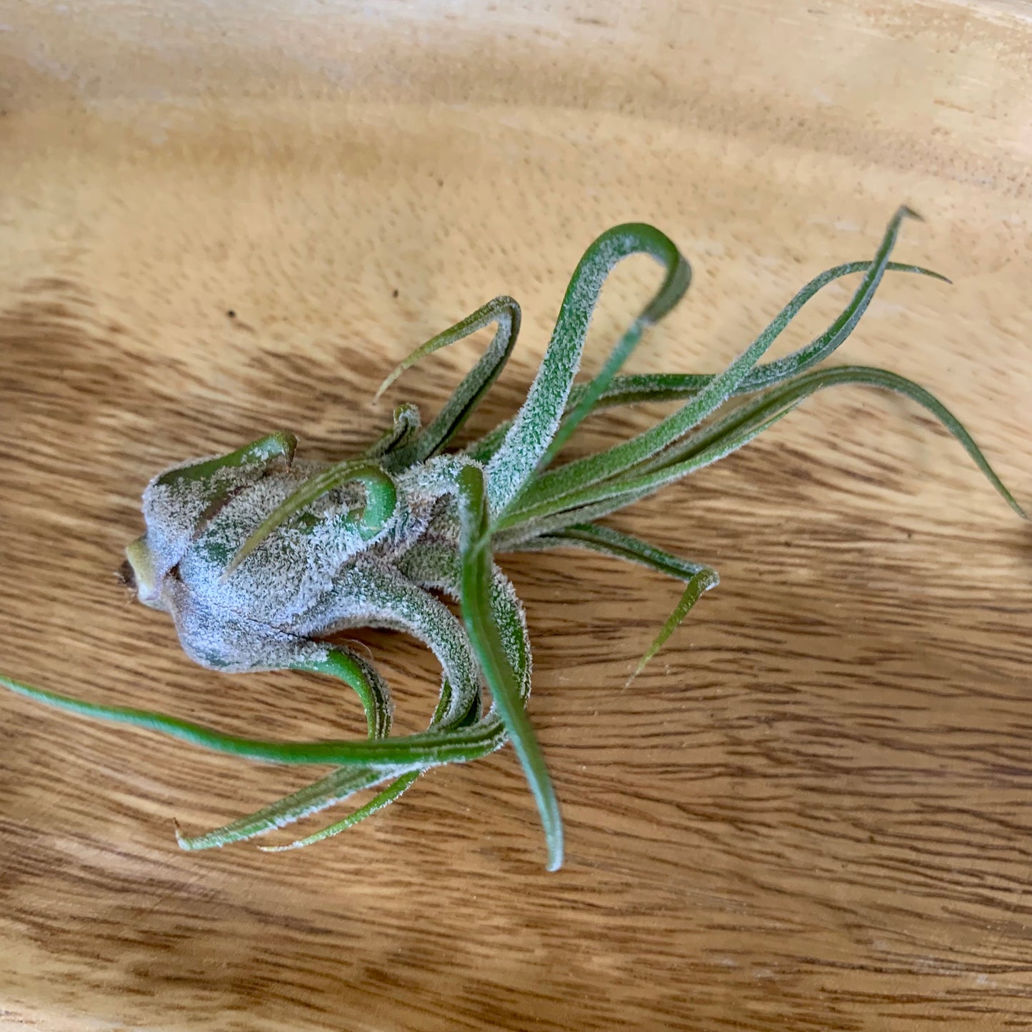 Tillandsia Pruinosa Guatemala Air Plant