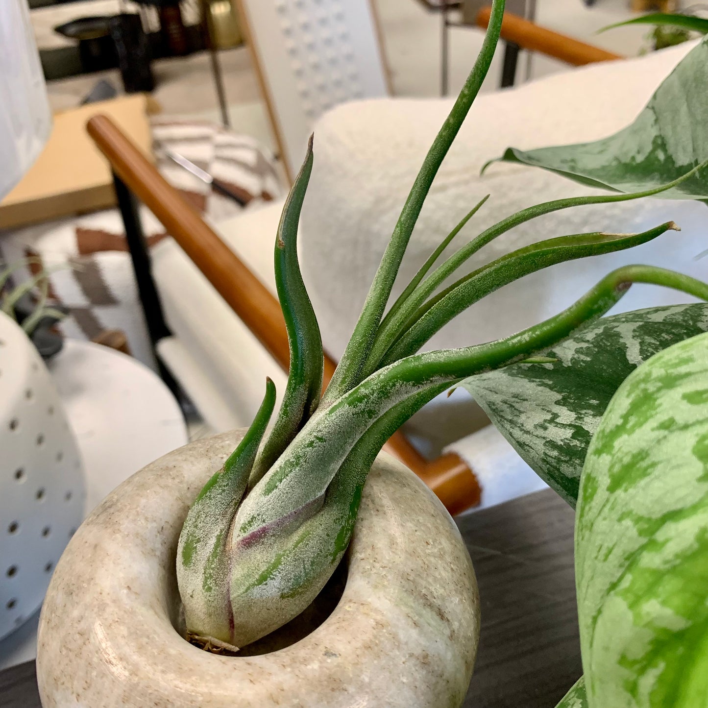 Caput Medusae Air Plant