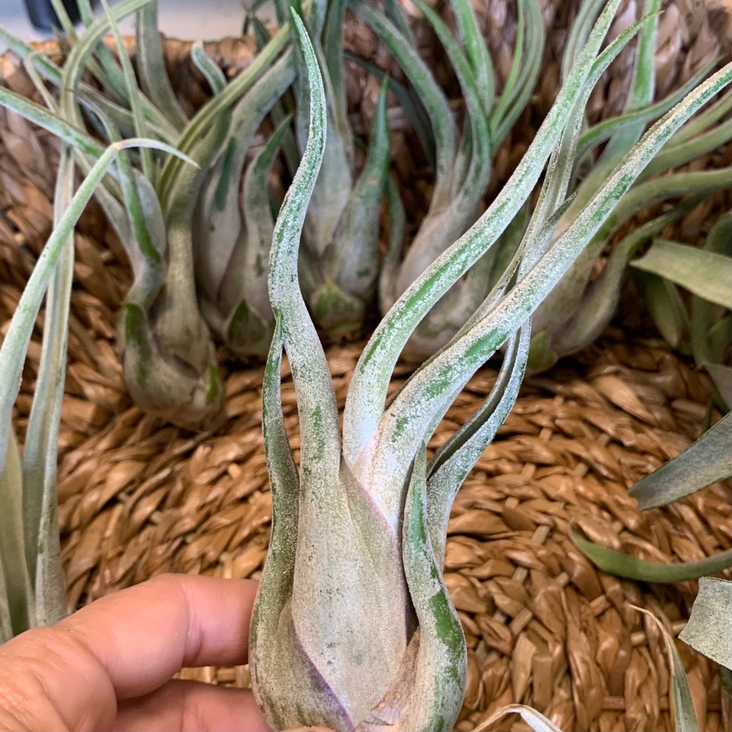 Caput Medusae Air Plant