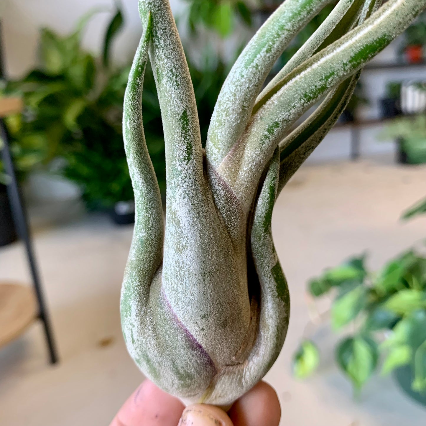 Caput Medusae Air Plant