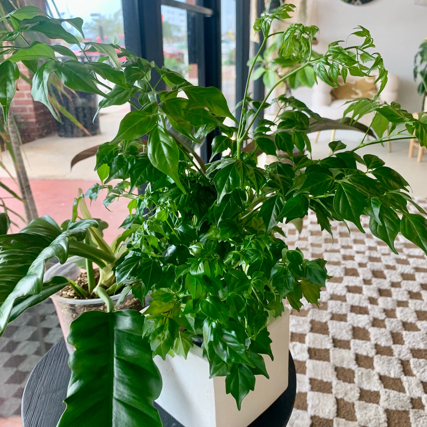 China Doll Plant
