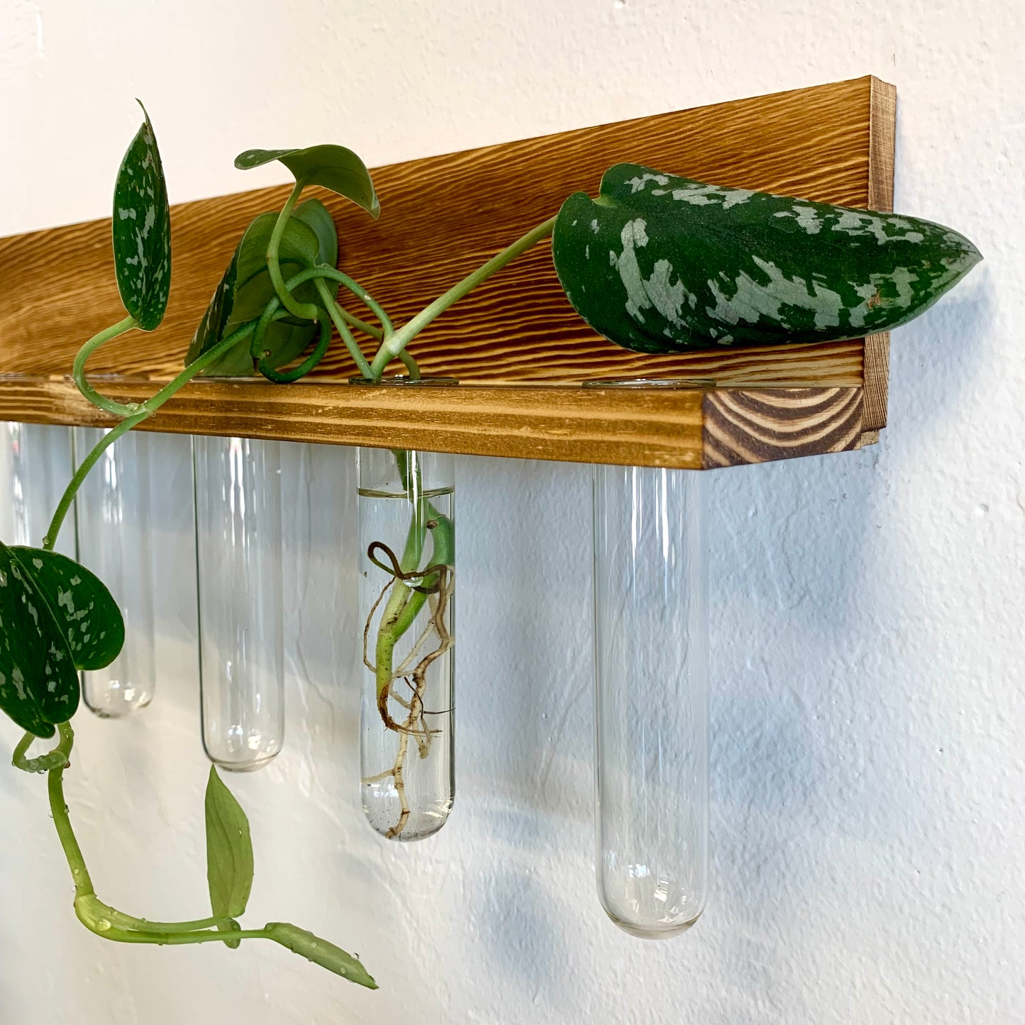 Wall Hanging Propagation