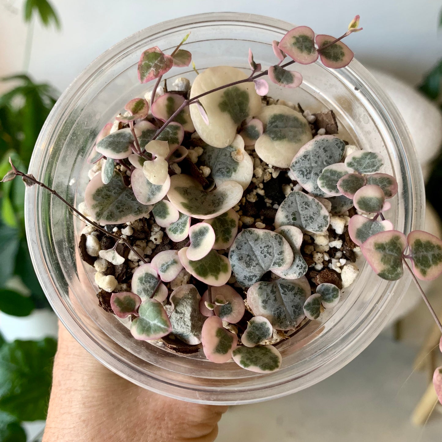 Variegated String of Hearts