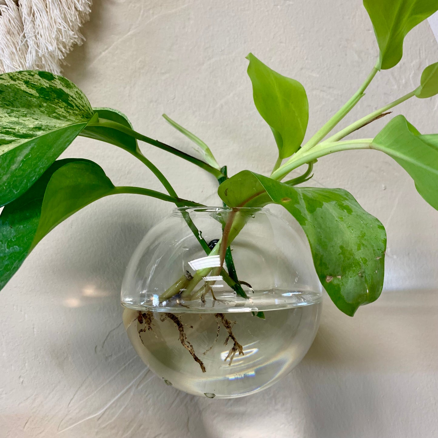 Glass Wall Hanging Dish