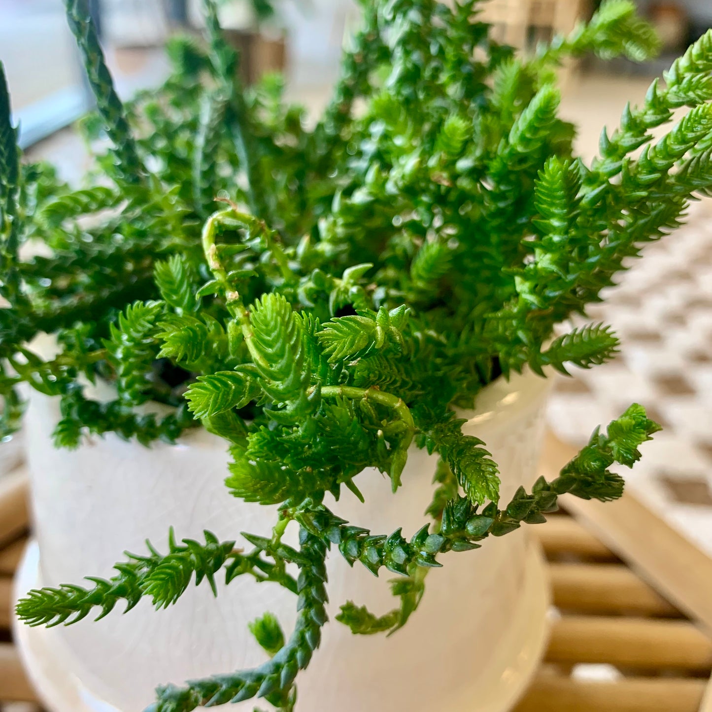 Potted Watch Chain Succulent