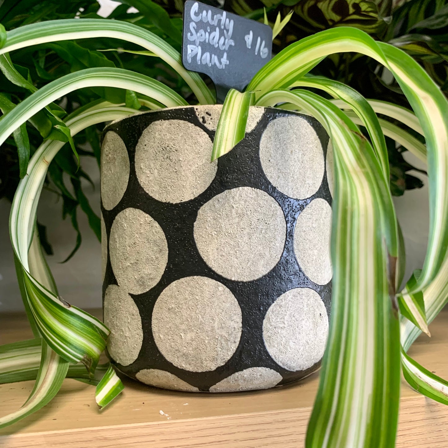 Black Dots Planter