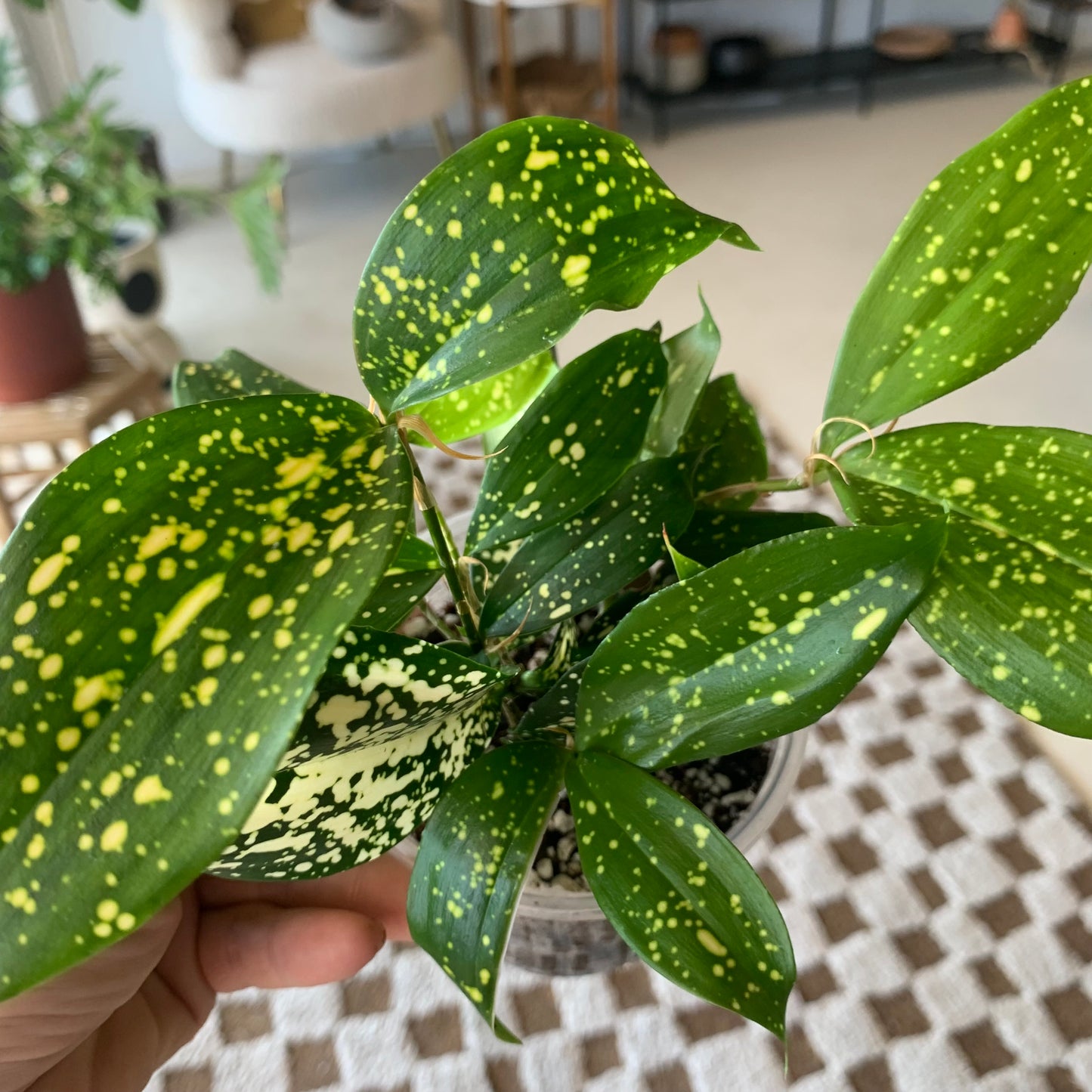 Gold Dust Croton