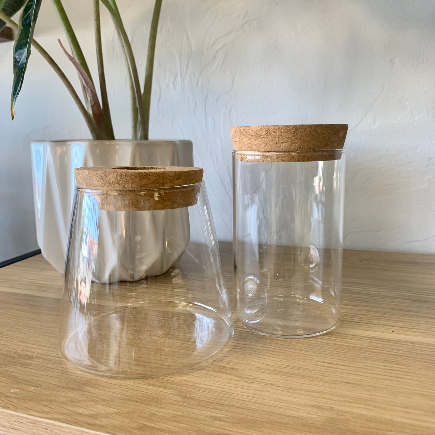 Propagation Vase