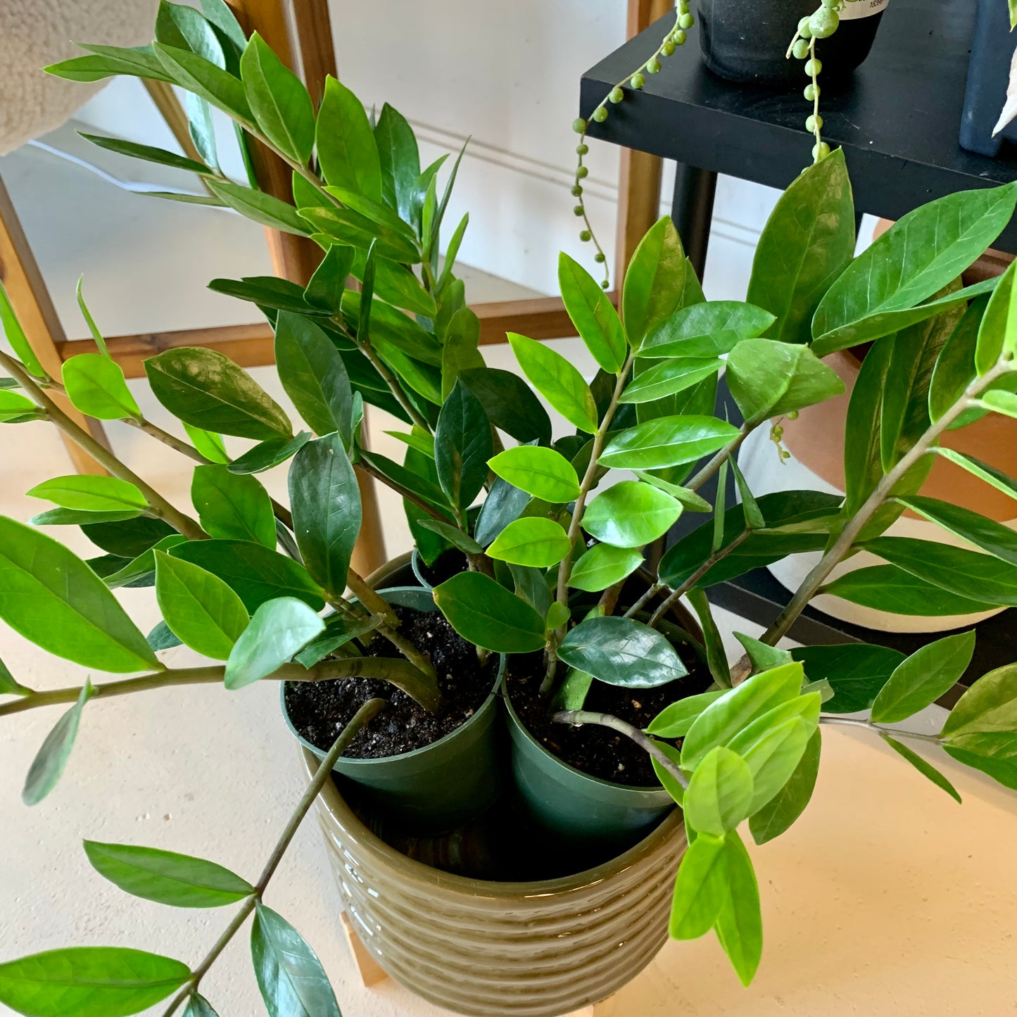 ZZ Plant