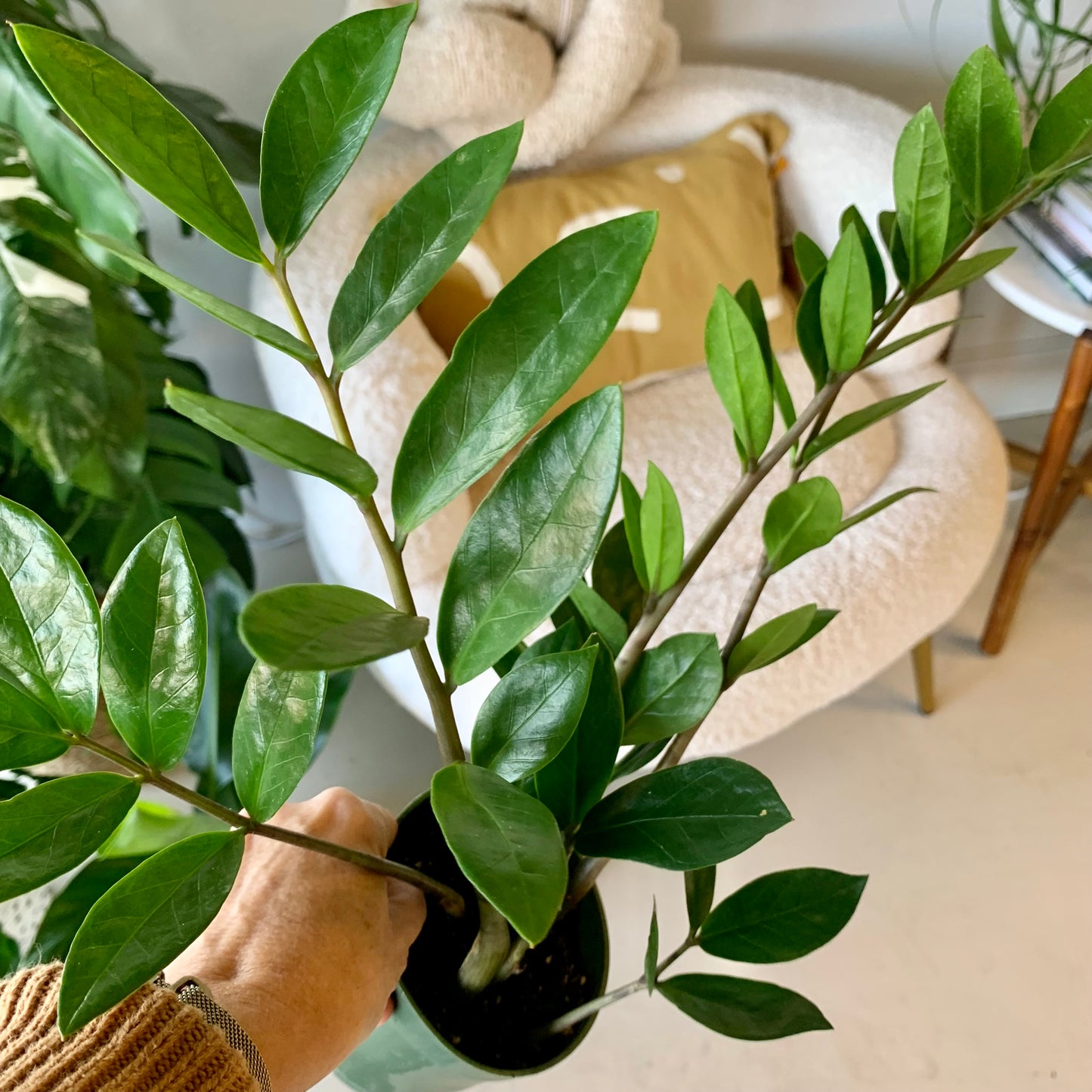 ZZ Plant