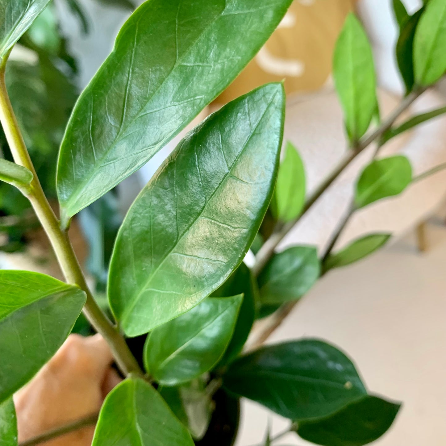 ZZ Plant