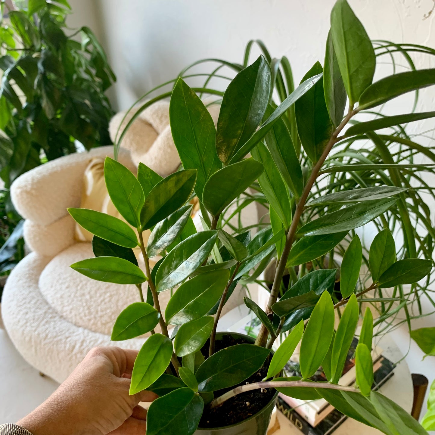 ZZ Plant