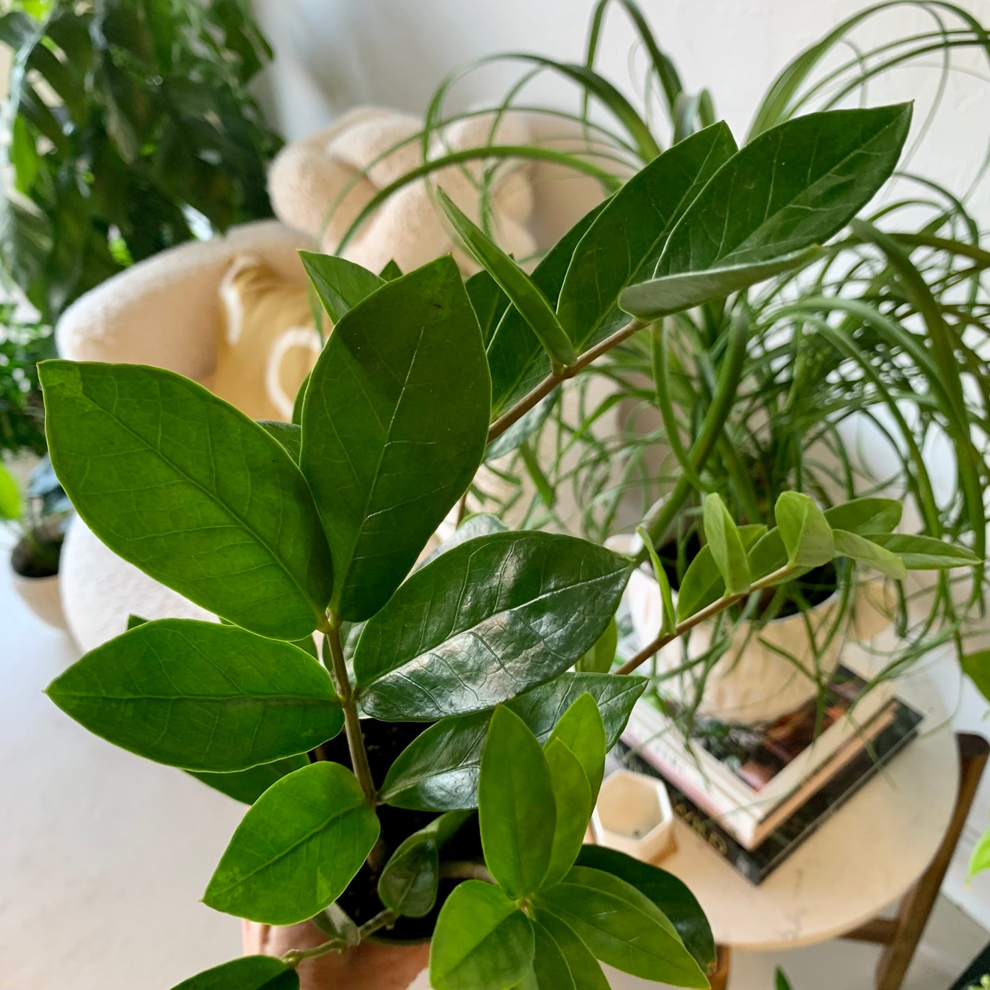 ZZ Plant