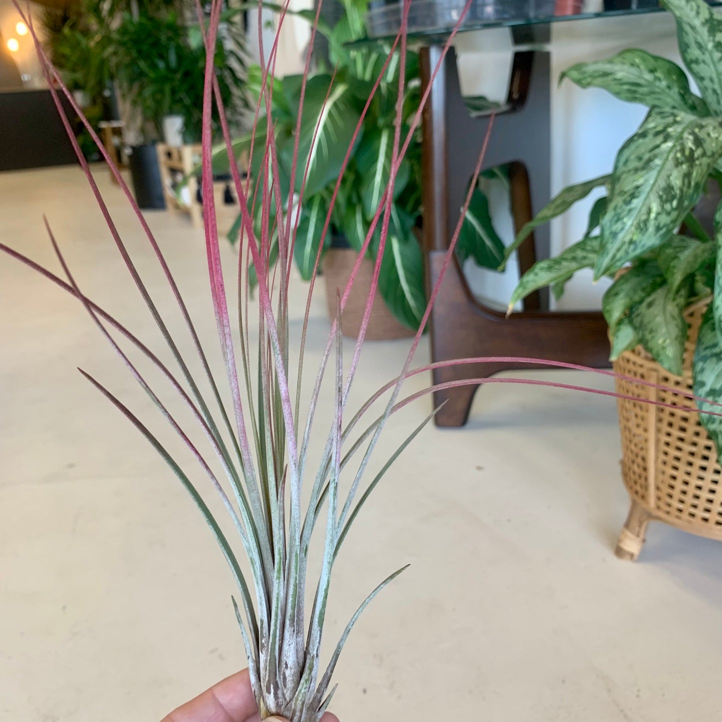 Tillandsia Juncea Air Plant