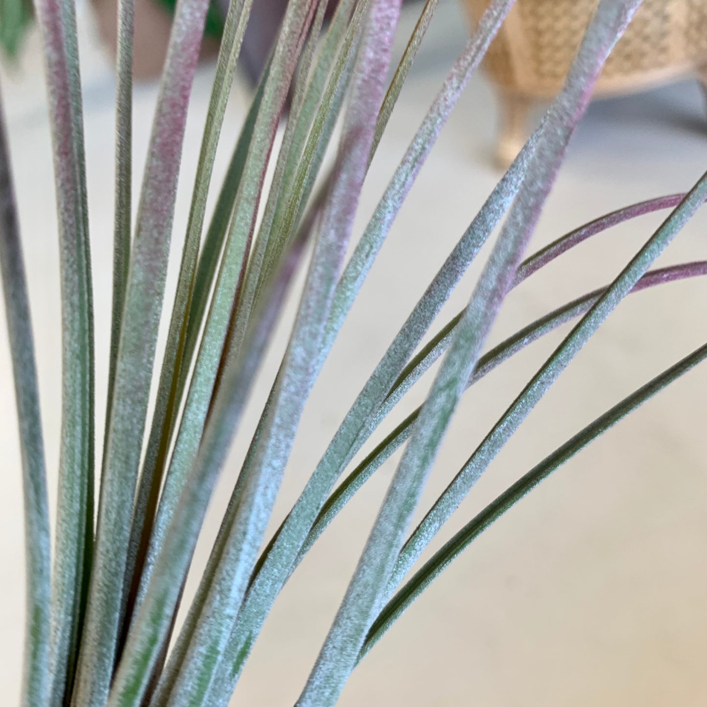 Tillandsia Juncea Air Plant