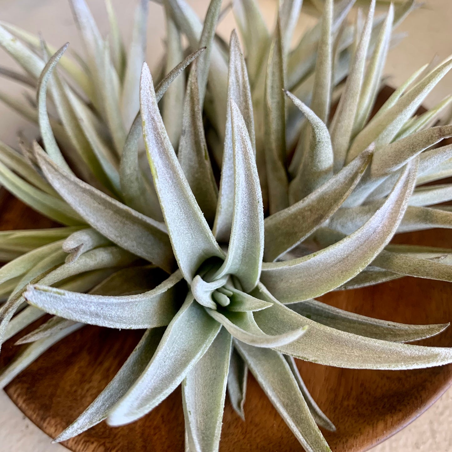 Harrisii Air Plant