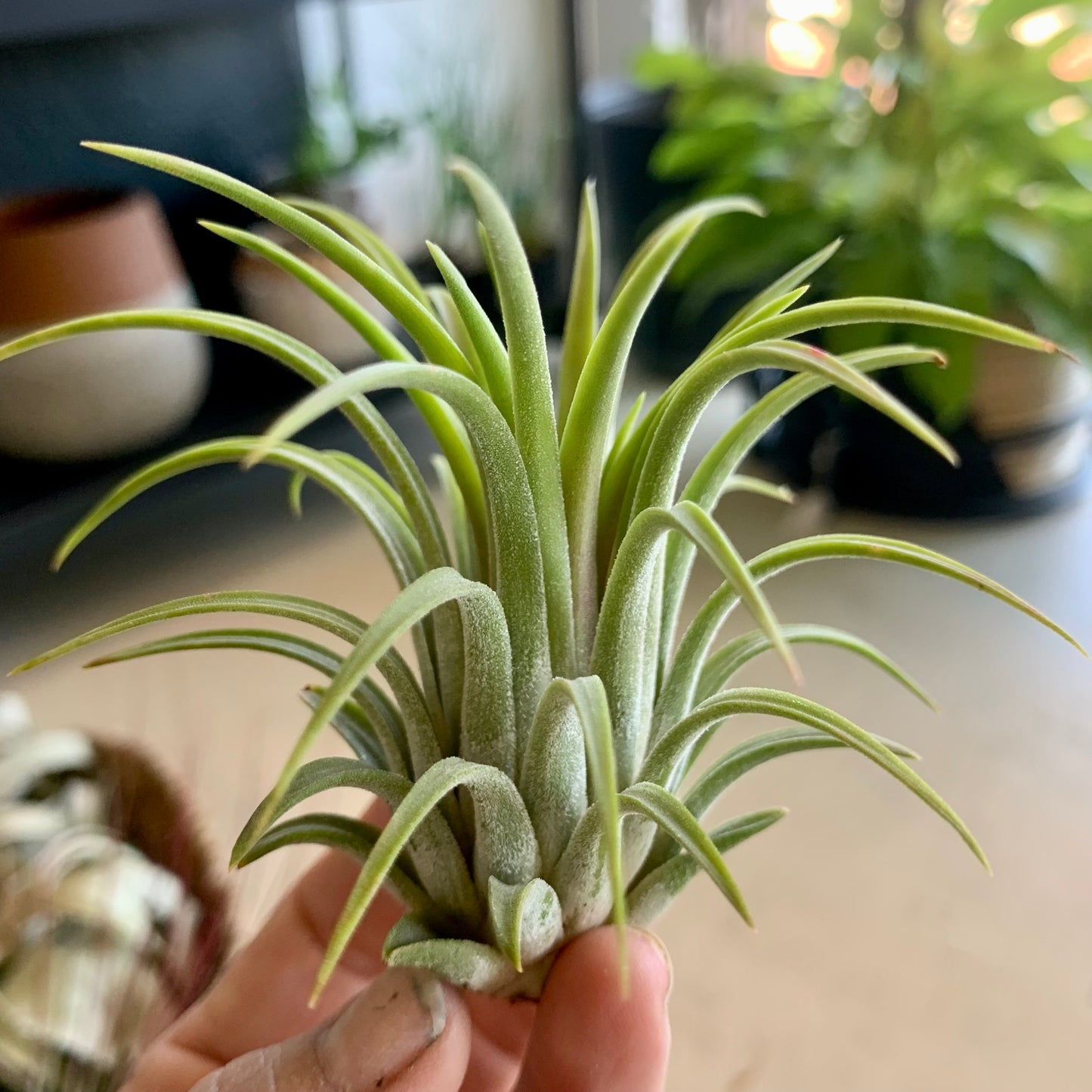 Blushing Bride Ionantha Airplant