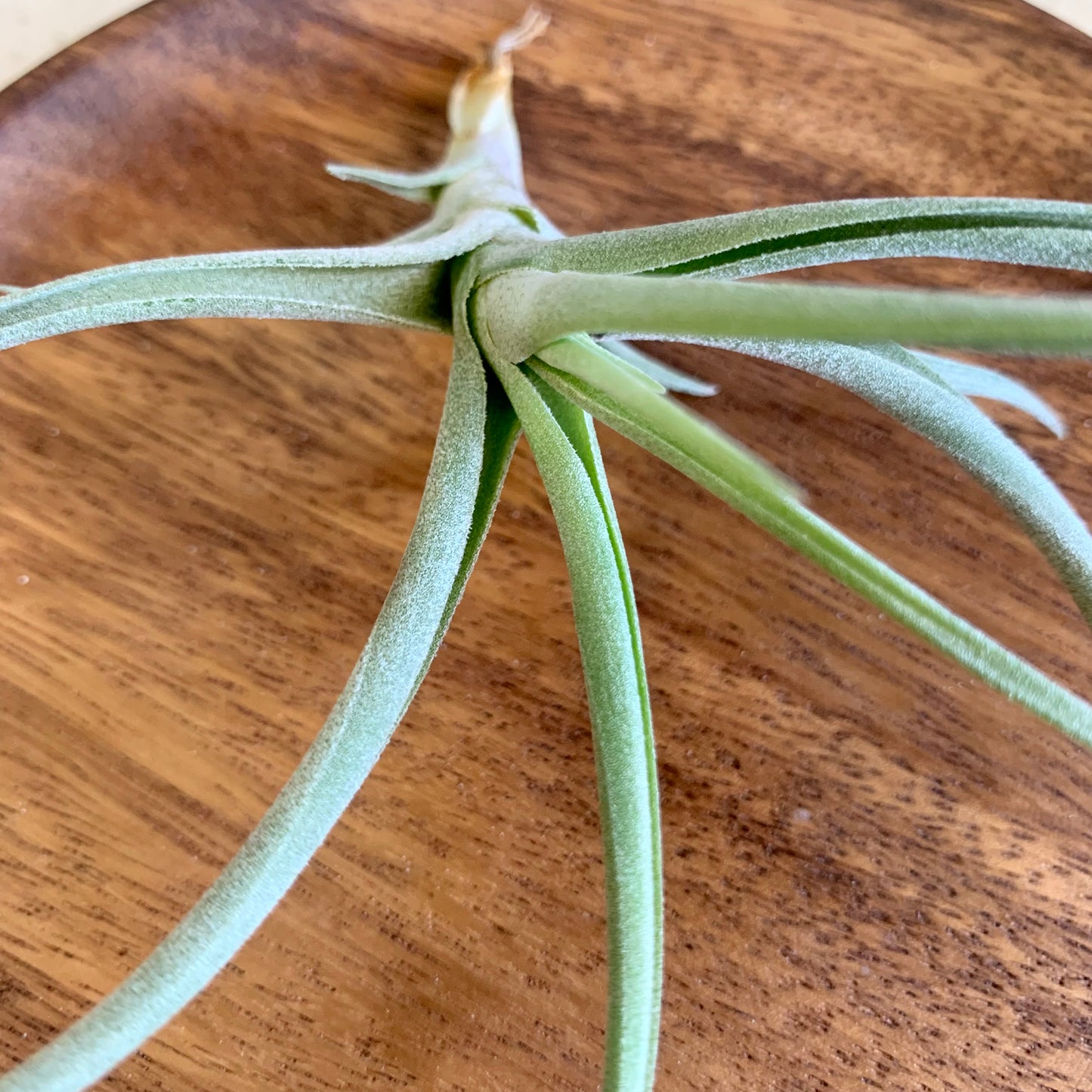 Mystic Trumpet Air Plant