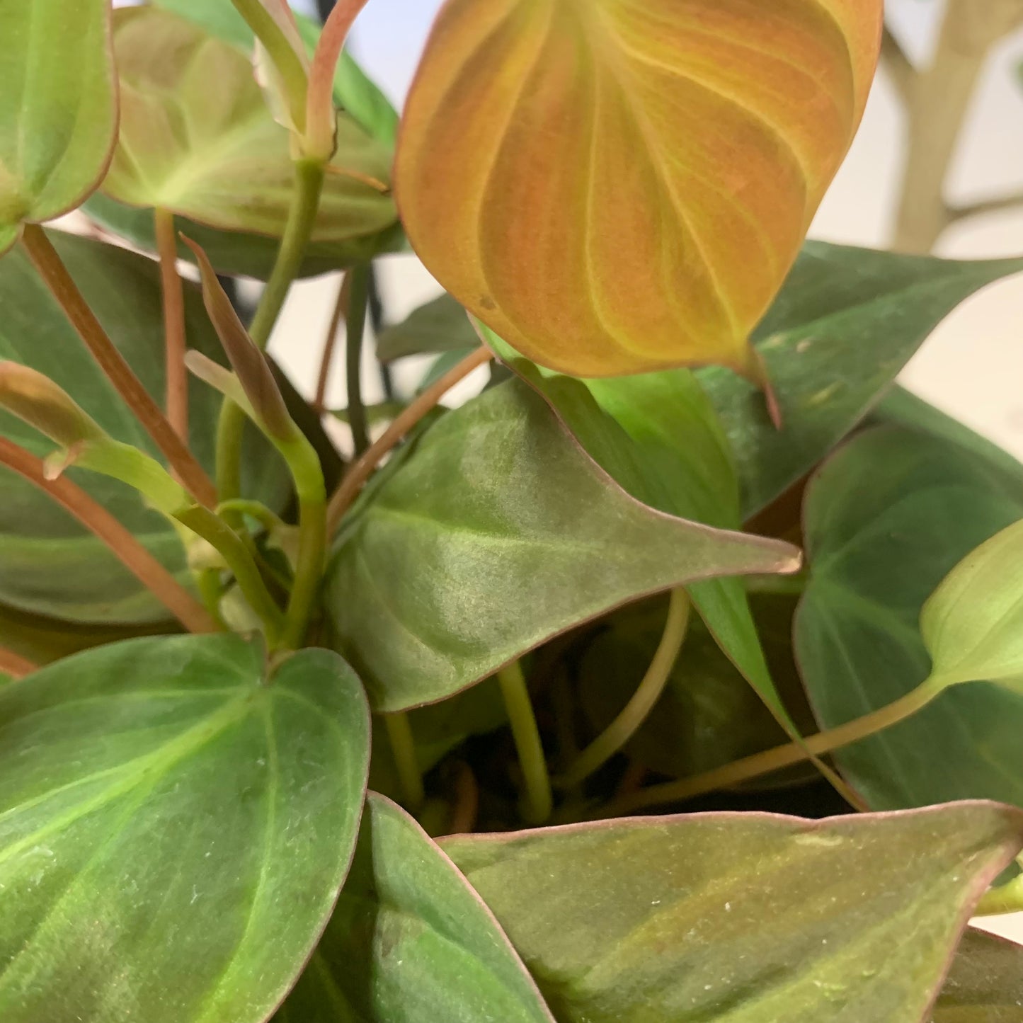 Philodendron Micans | Velvet Leaf