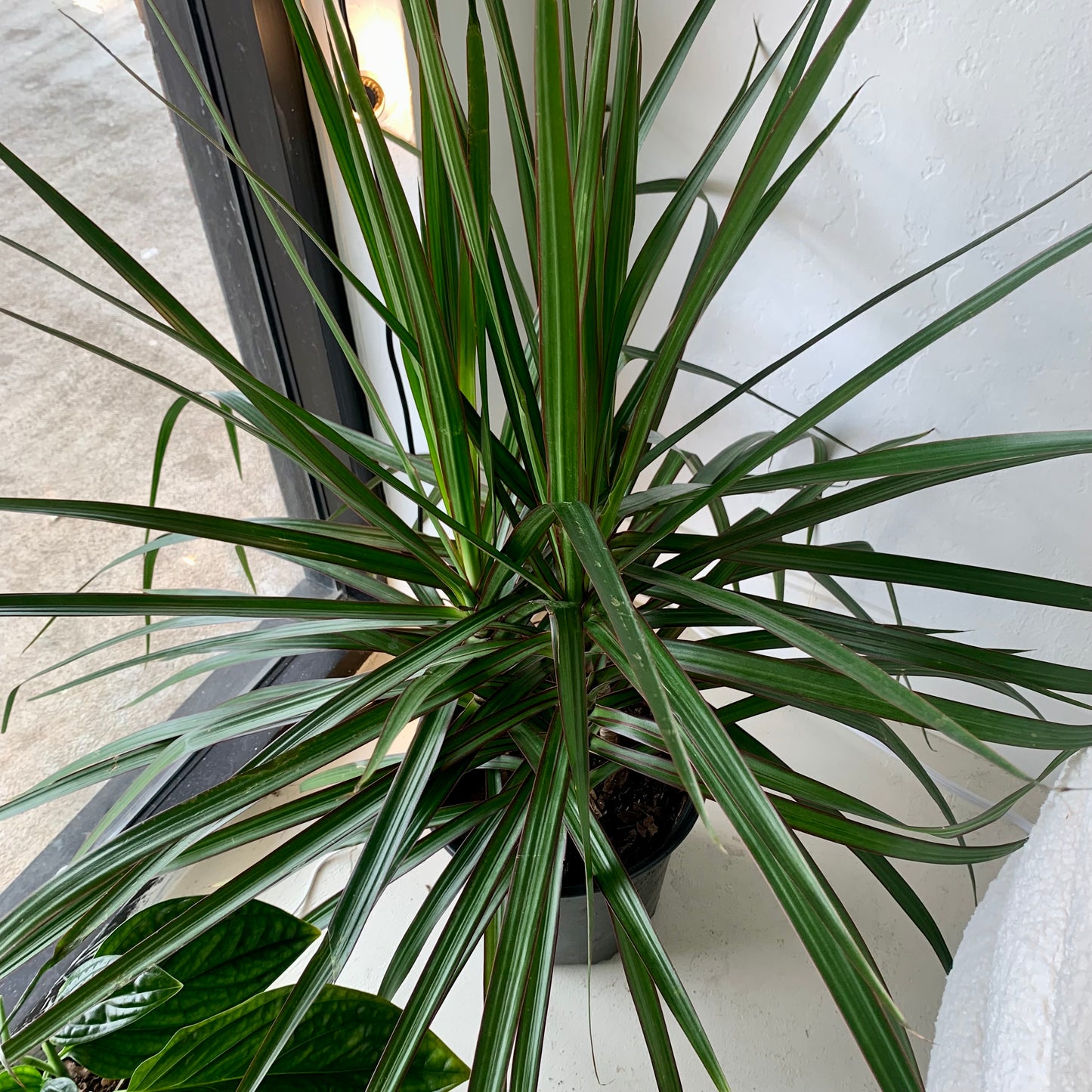 Dracaena Marginata 8"