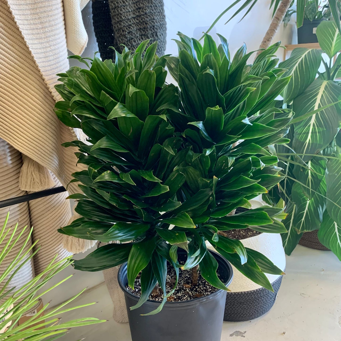 Dracaena "Janet Craig Compacta"
