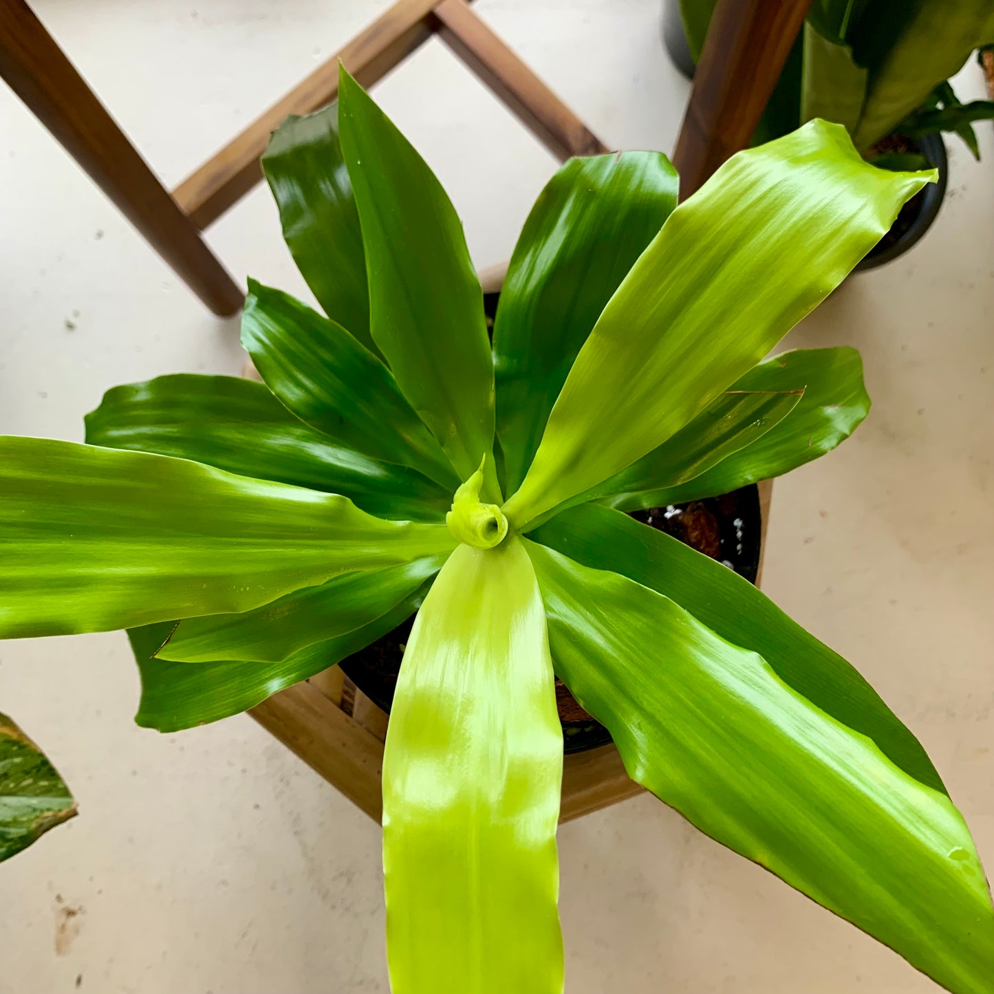 Dracaena Lime Light