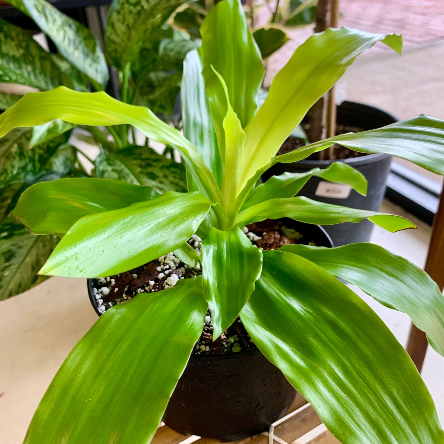 Dracaena Lime Light