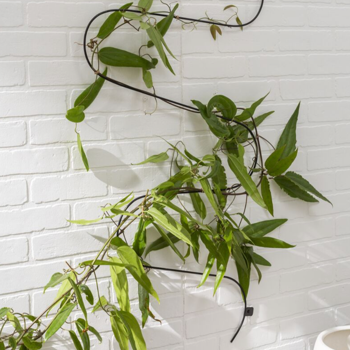 Wavy Wall Trellis